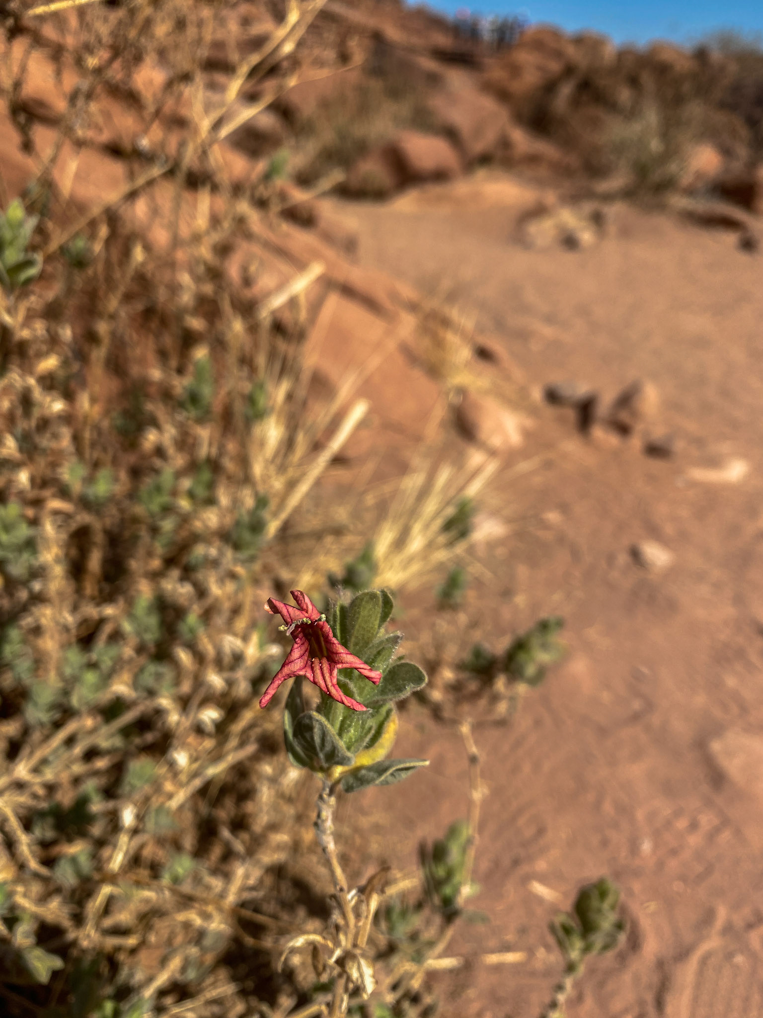 Cape Honeysuckle (Tecoma capensis)