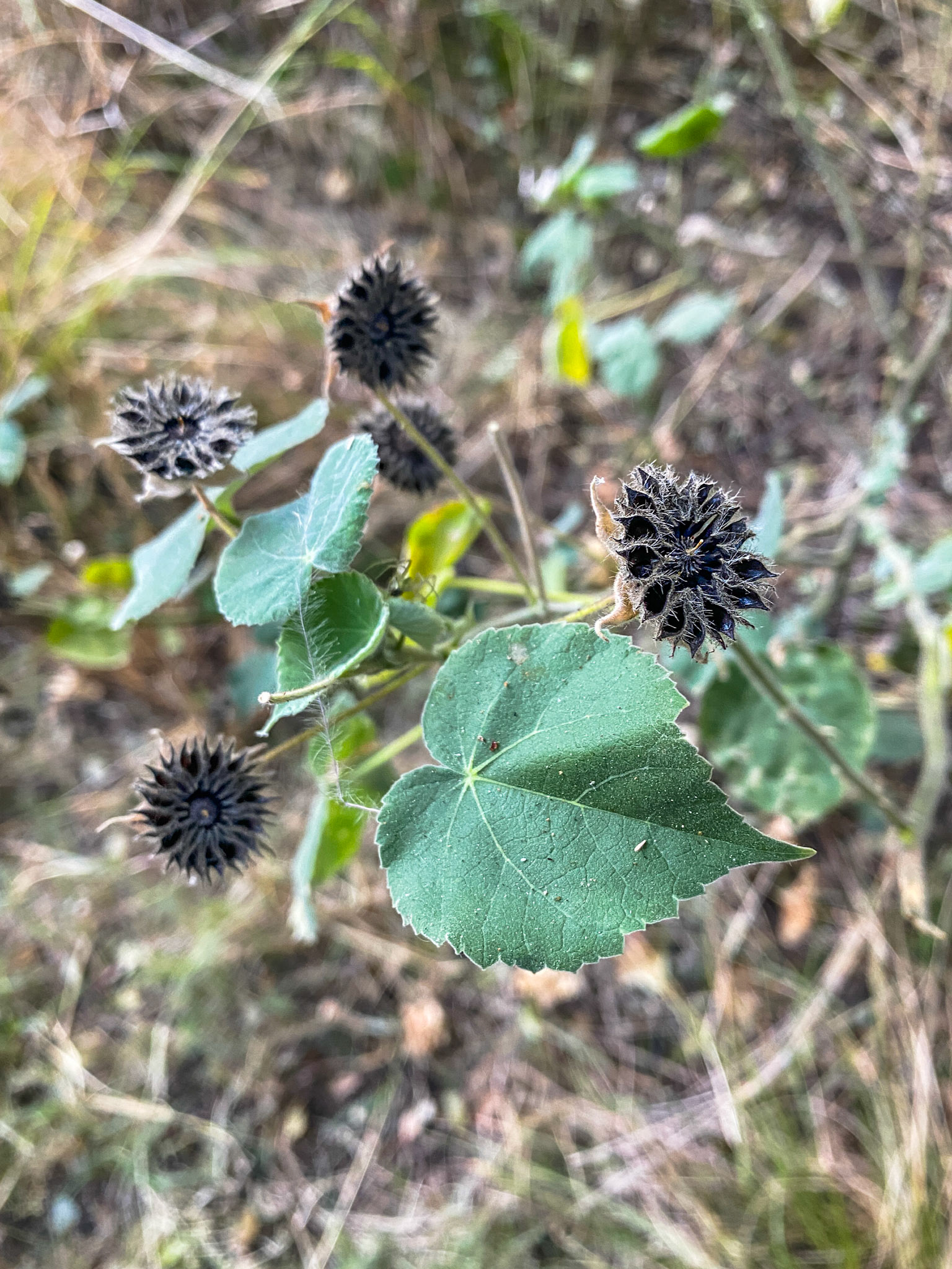 Hairy Indian Mallow (Abutilon grandifolium)