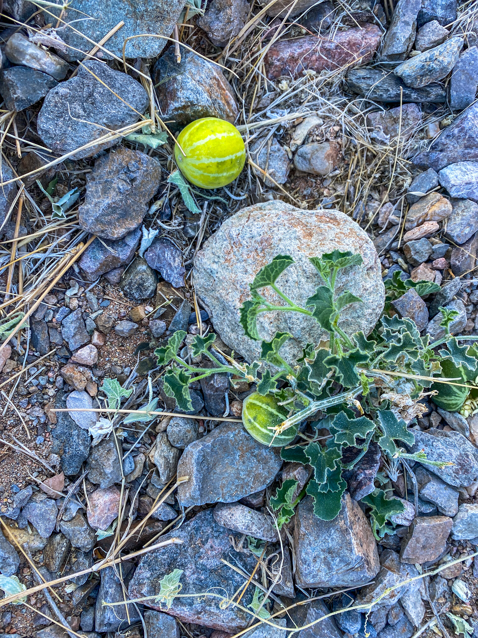 Tsamma Melon (Citrullus ecirrhosus)