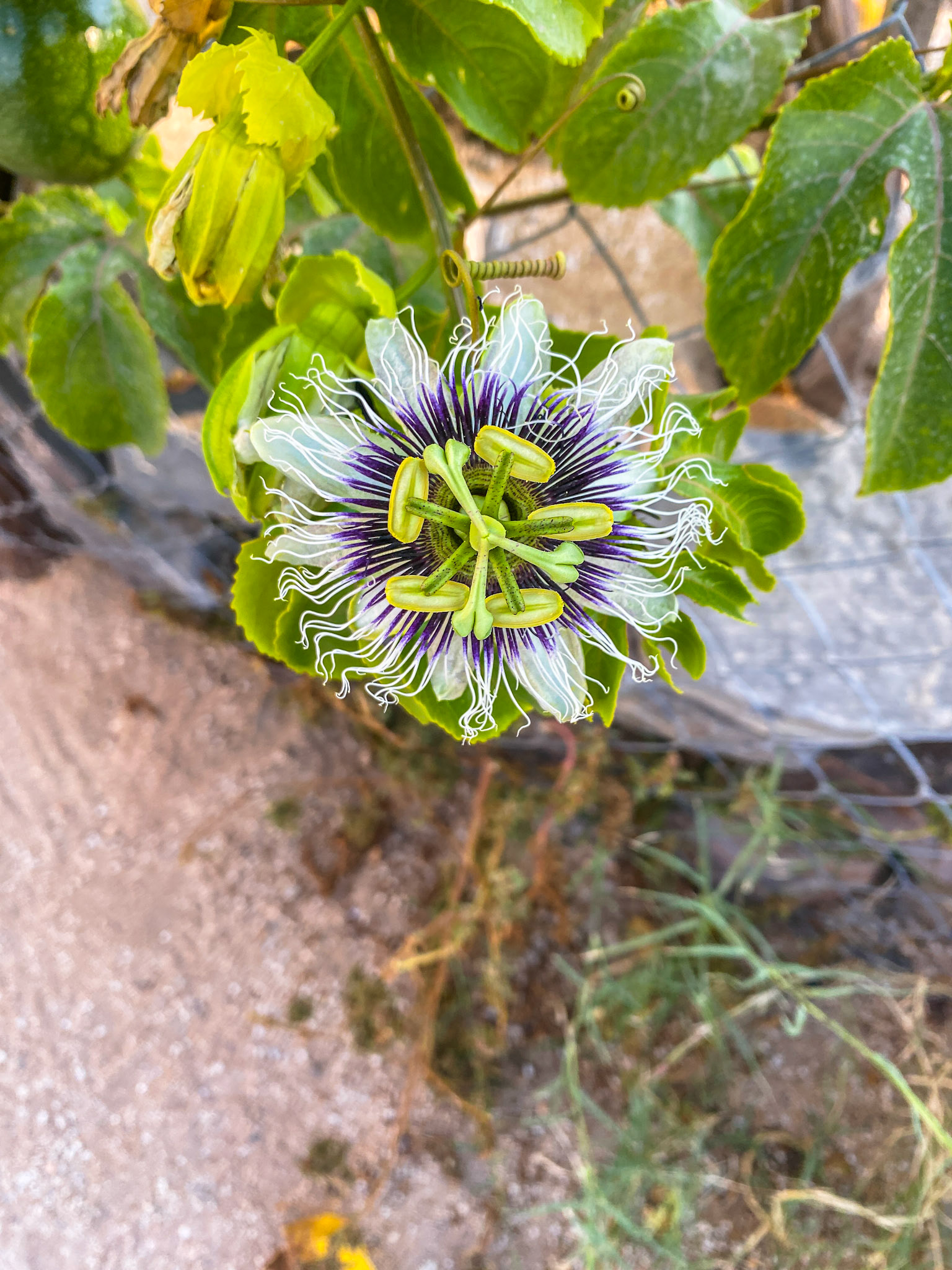 Common Passionfruit (Passiflora edulis)