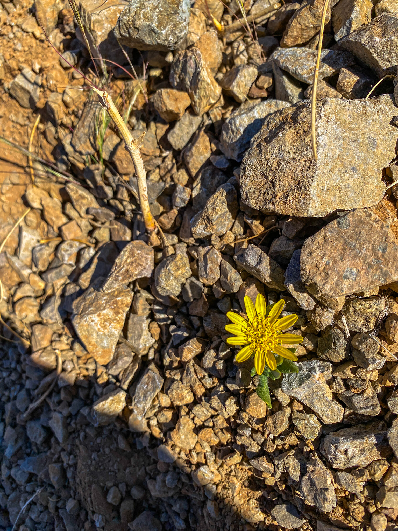 Yellow Mesembs or Vygies