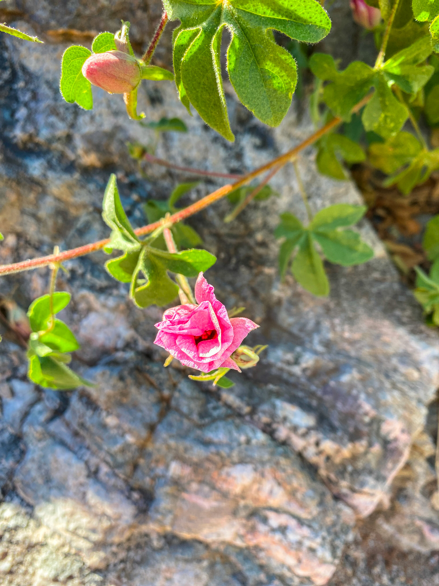 Curled-leaved Rock Rose (Cistus crispus)