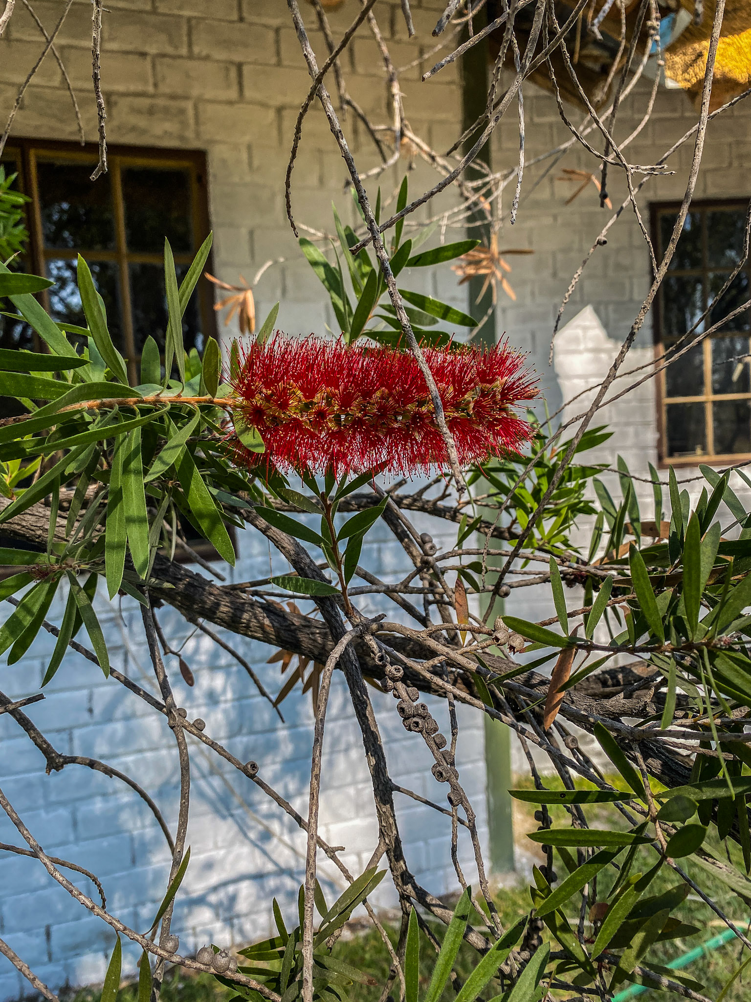 Crimson Bottlebrush (Melaleuca citrina)