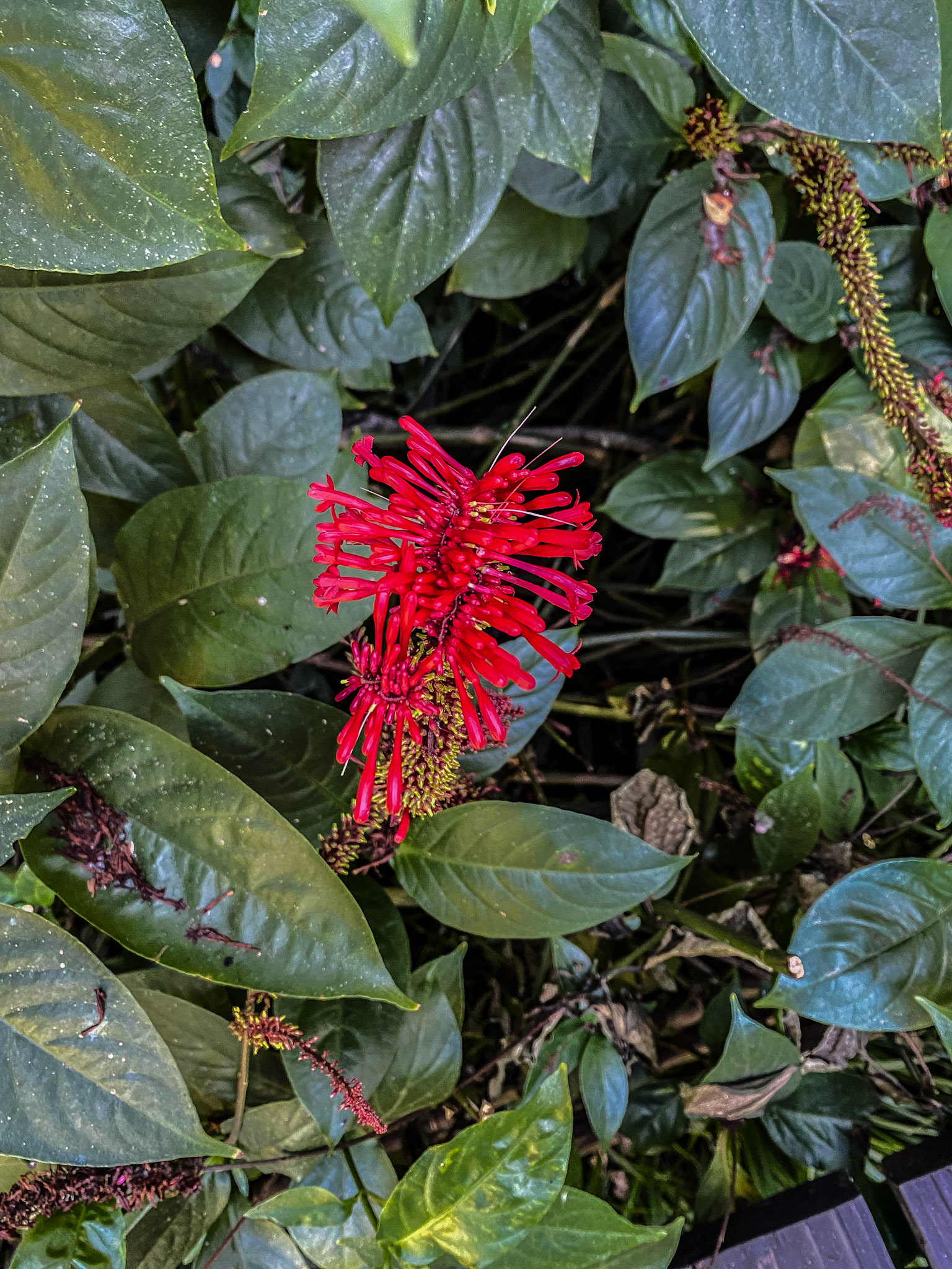 Ornamental Mottled Toothedthread (Odontonema cuspidatum)