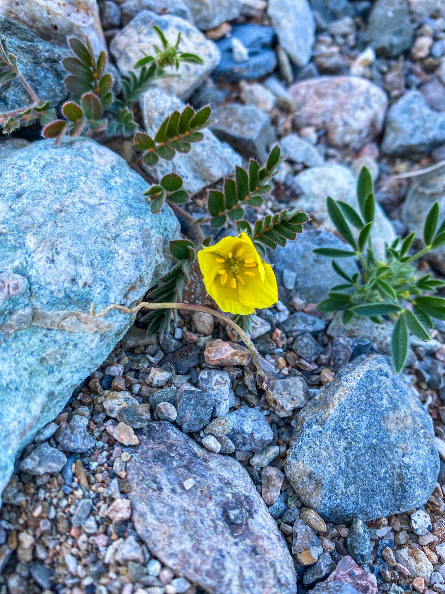 Tribulus cistoides