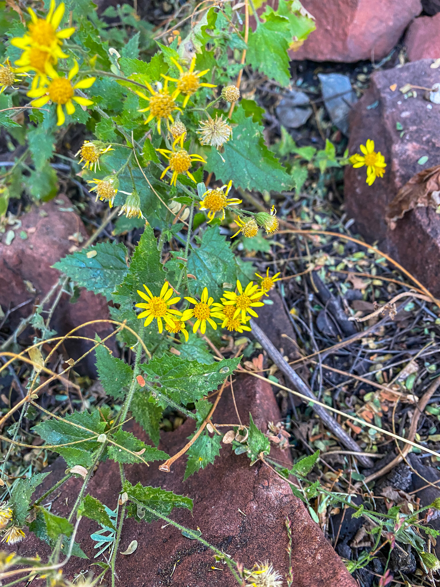 Senecio genus