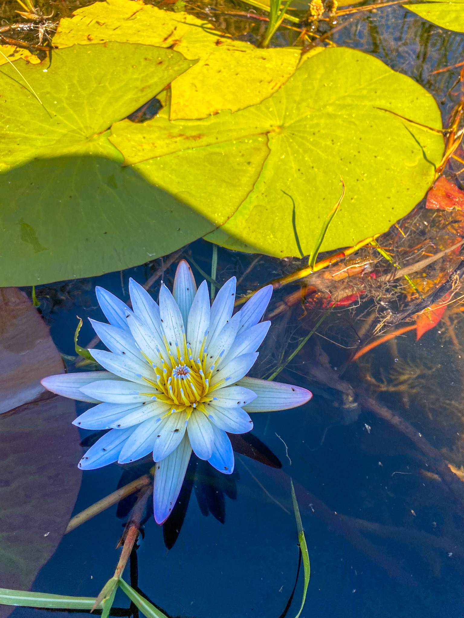 Blue Waterlily (Nymphaea caerulea)