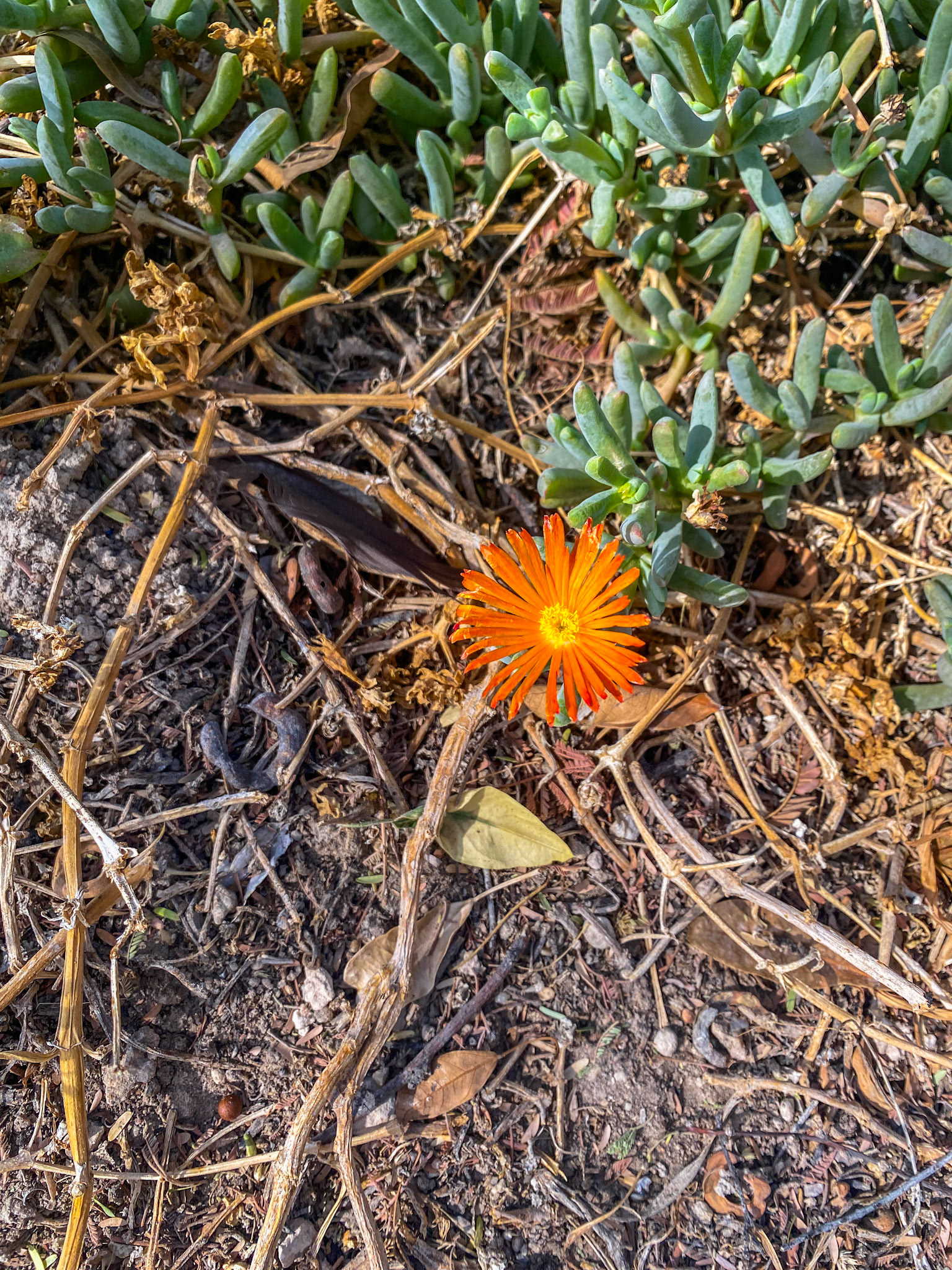 Coppery Mesemb (Malephora crocea)