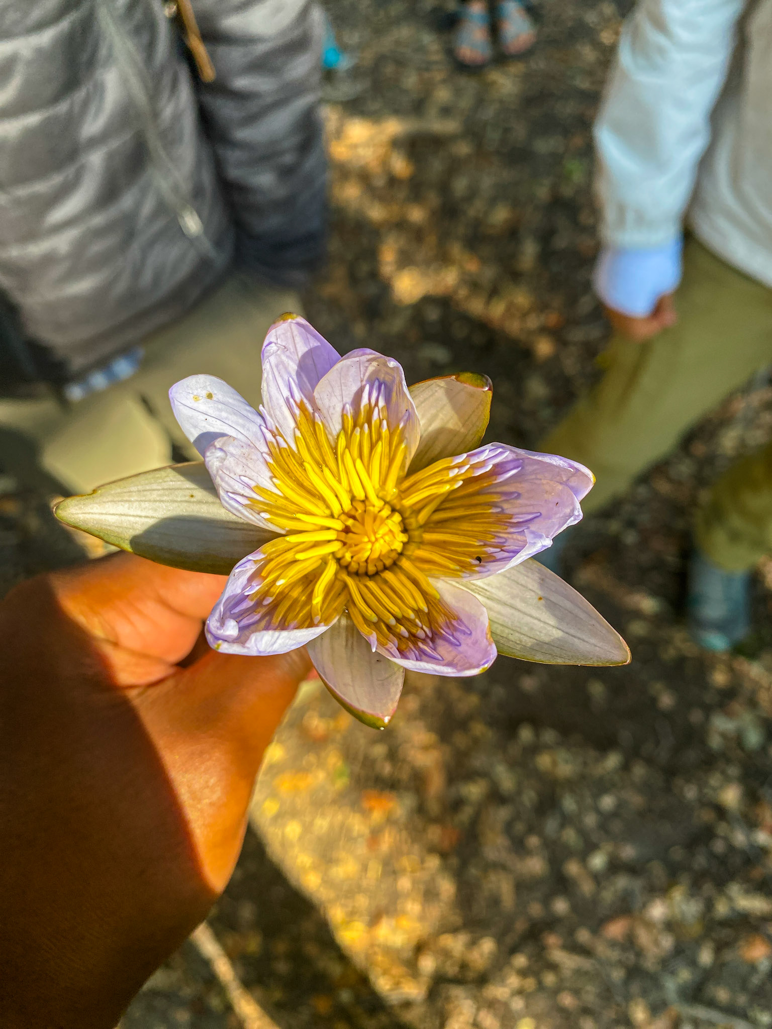 Blue Waterlily (Nymphaea caerulea)