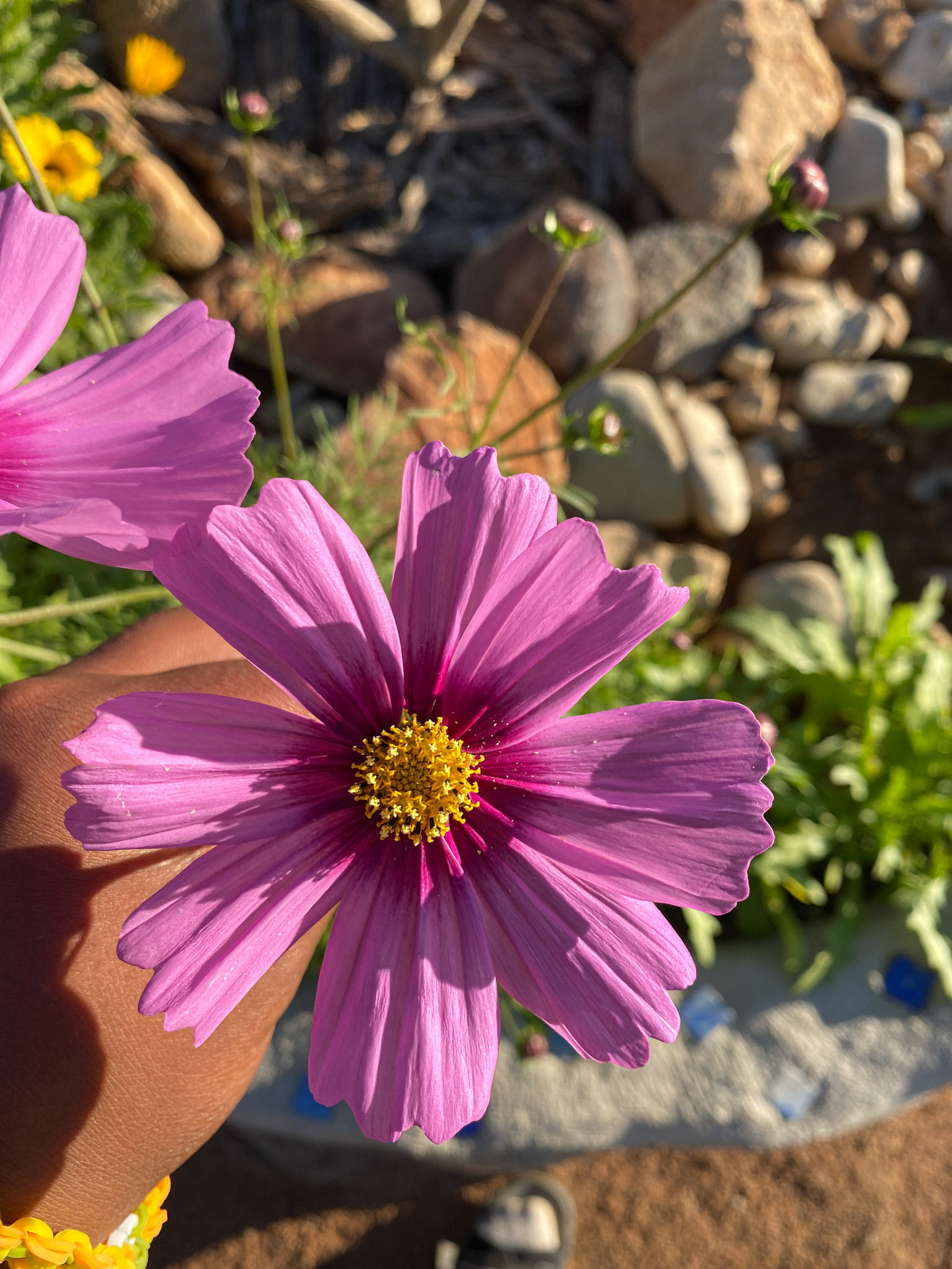 Ornamental Garden Cosmos (Cosmos bipinnatus)
