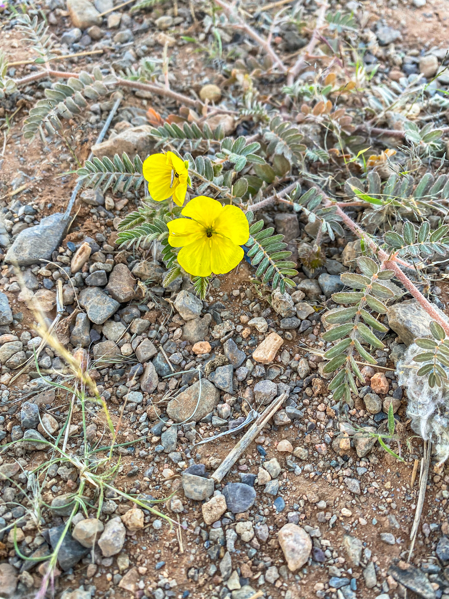 Tribulus cistoides