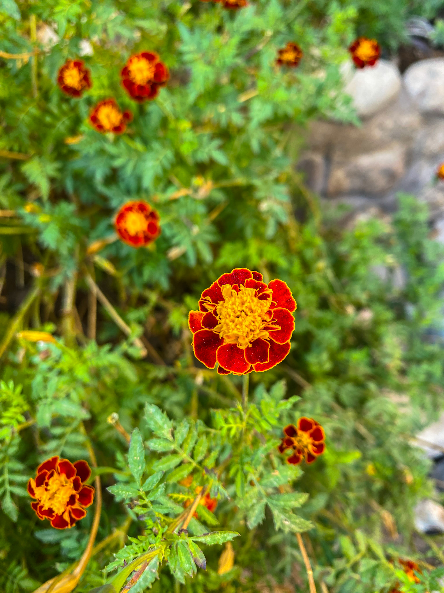Ornamental French Marigold (Tagetes patula)