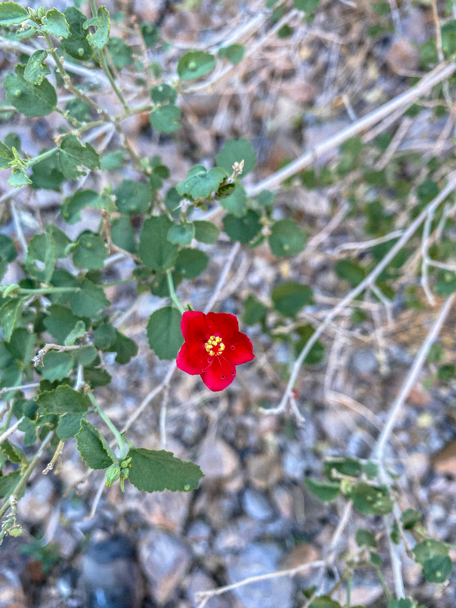 Hibiscus rosa-sinensis