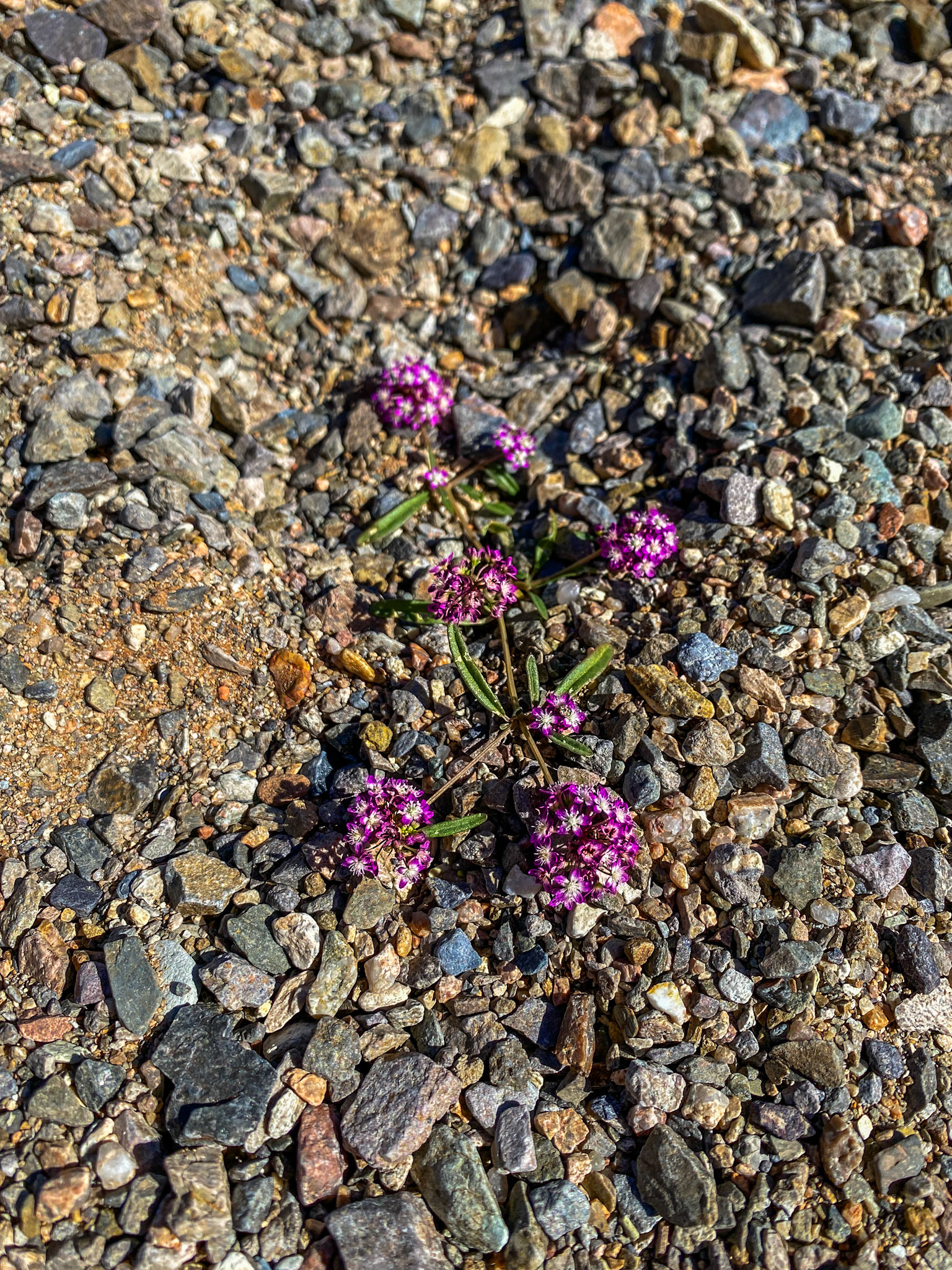 Wild Verbena