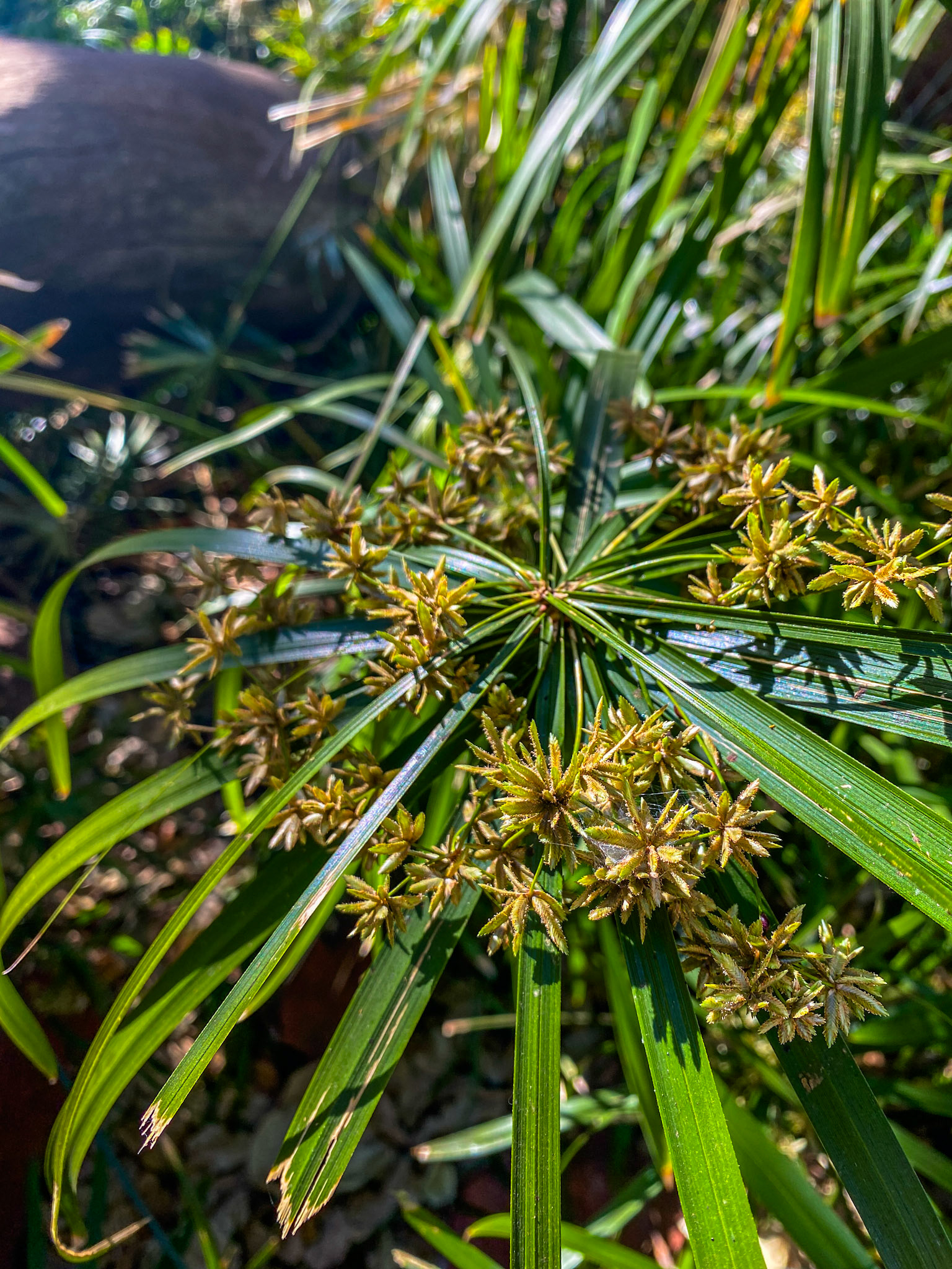 Umbrella Papyrus (Cyperus alternifolius)