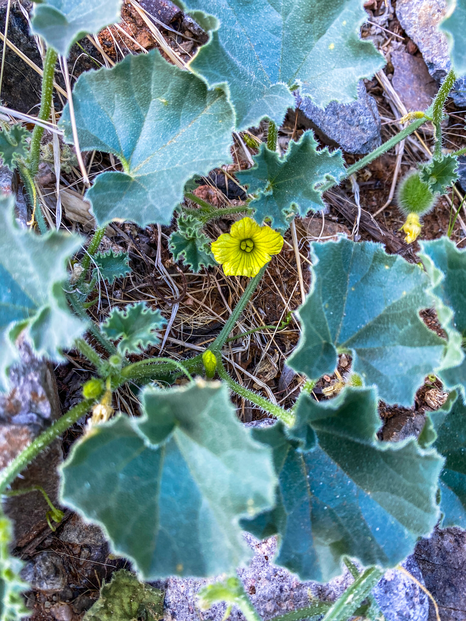Tsamma Melon (Citrullus ecirrhosus)