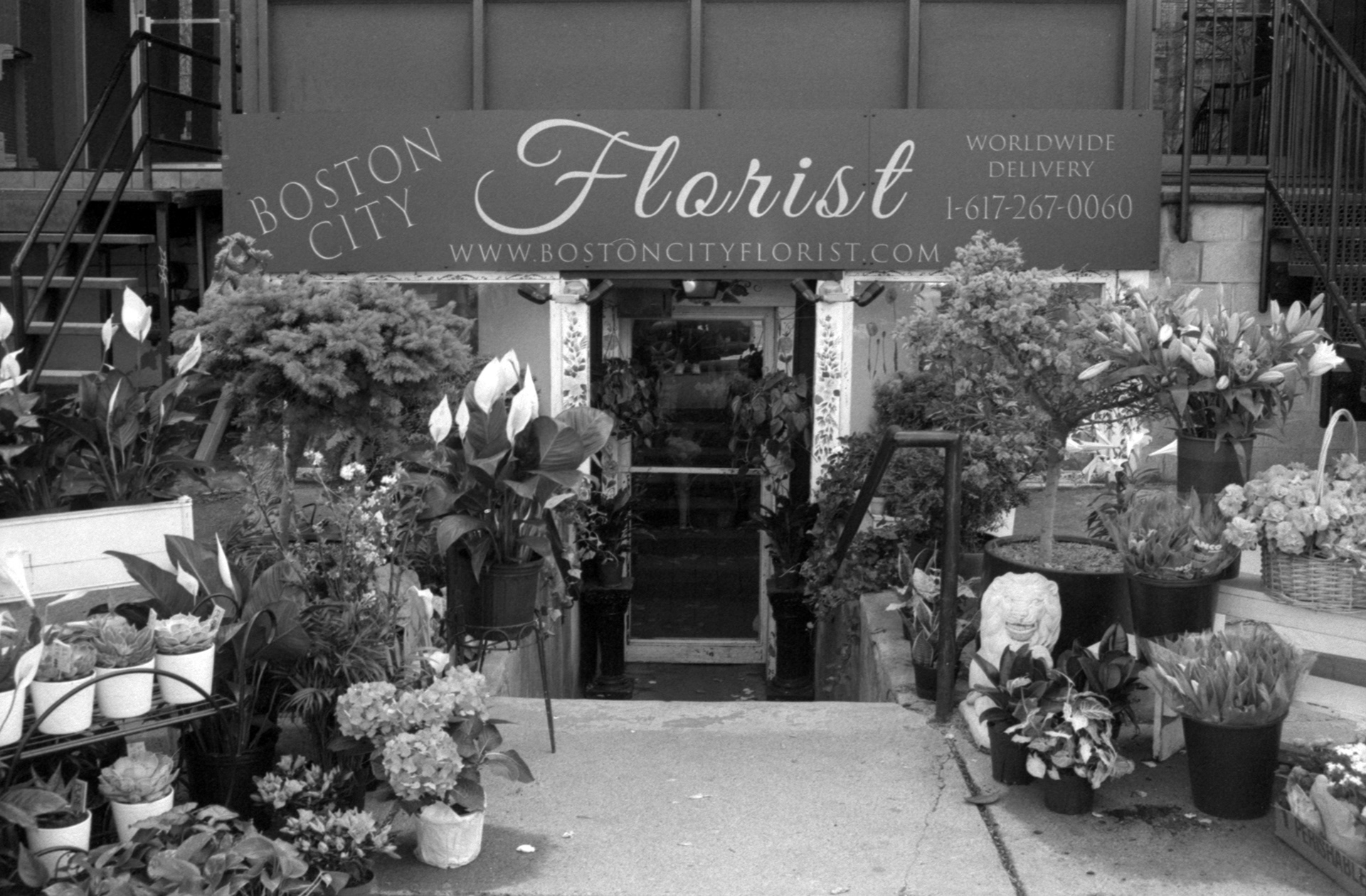 Boston City Florist; Commonwealth Avenue; 2023