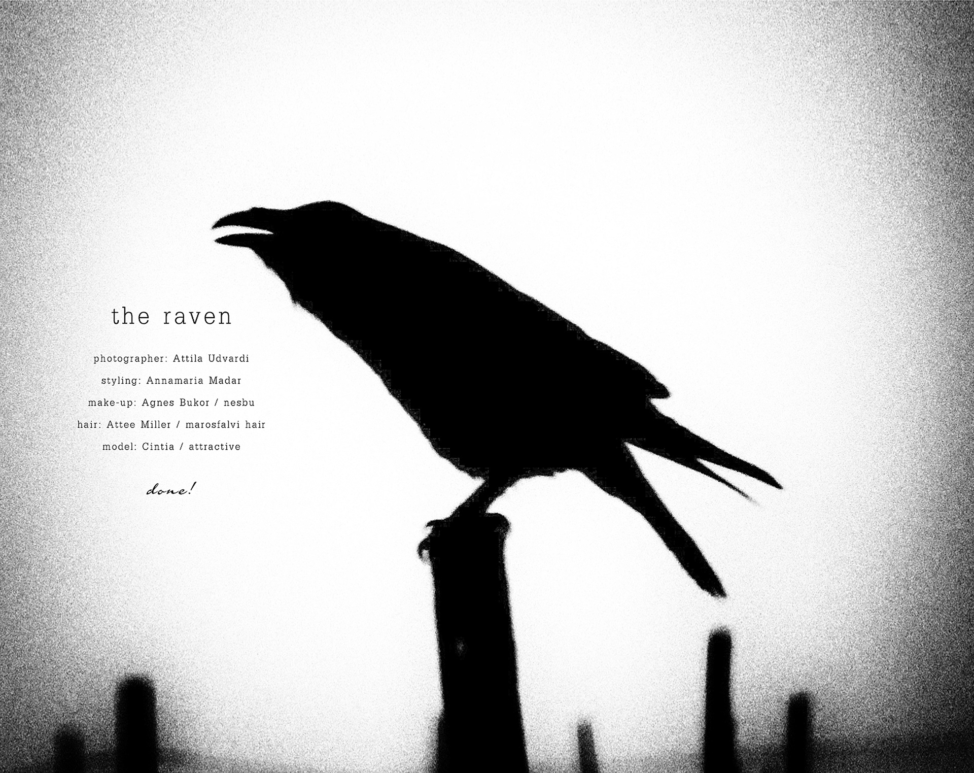 The ravens are the unique. Вороны. Силуэт вороны. Ворон силуэт. Силуэты Воронов.