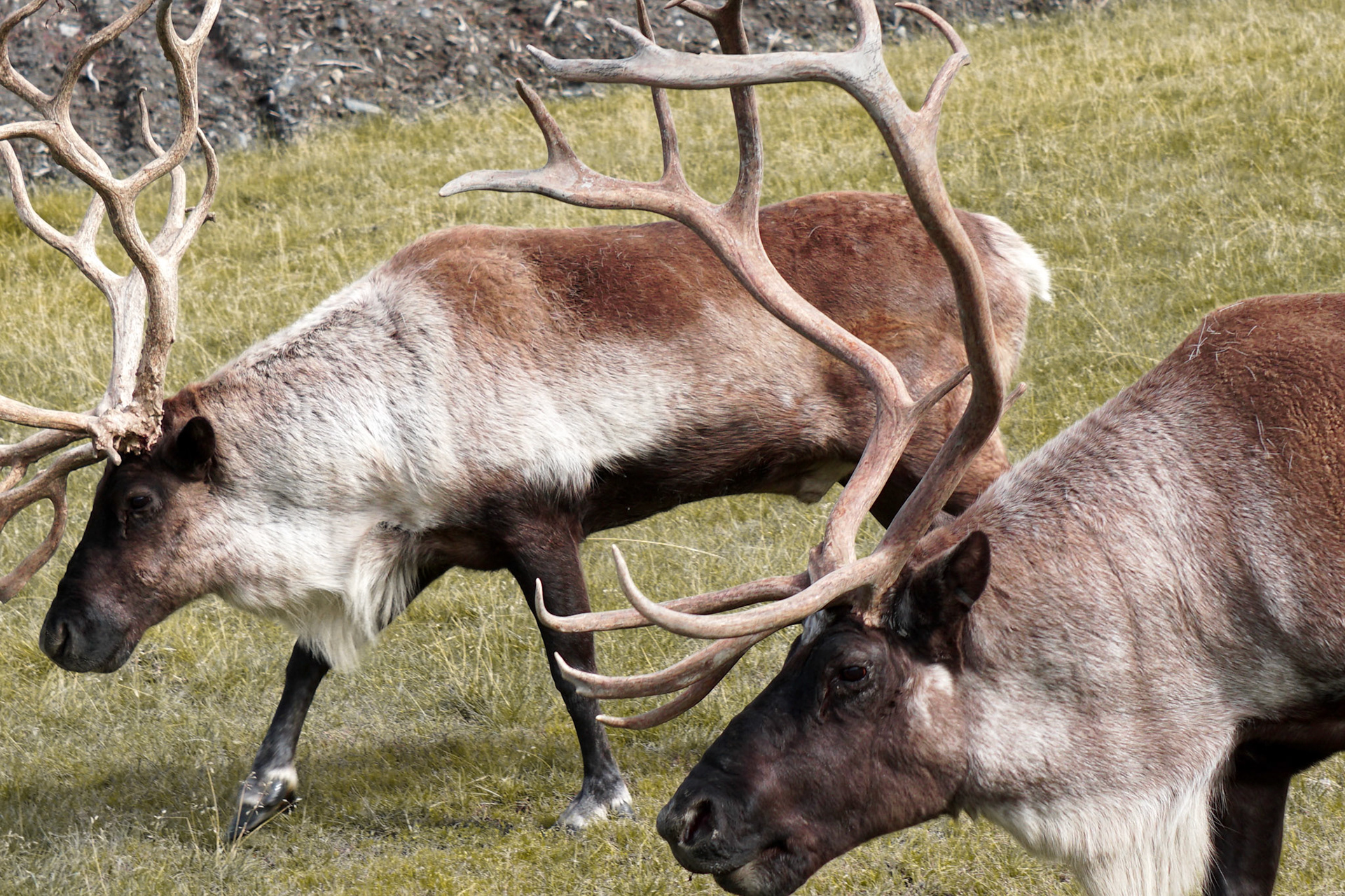 Alaskan Wildlife | September 2015