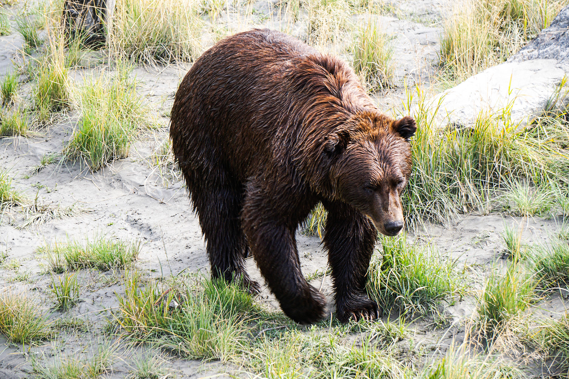 Bear Bath, Alaska | September 2015