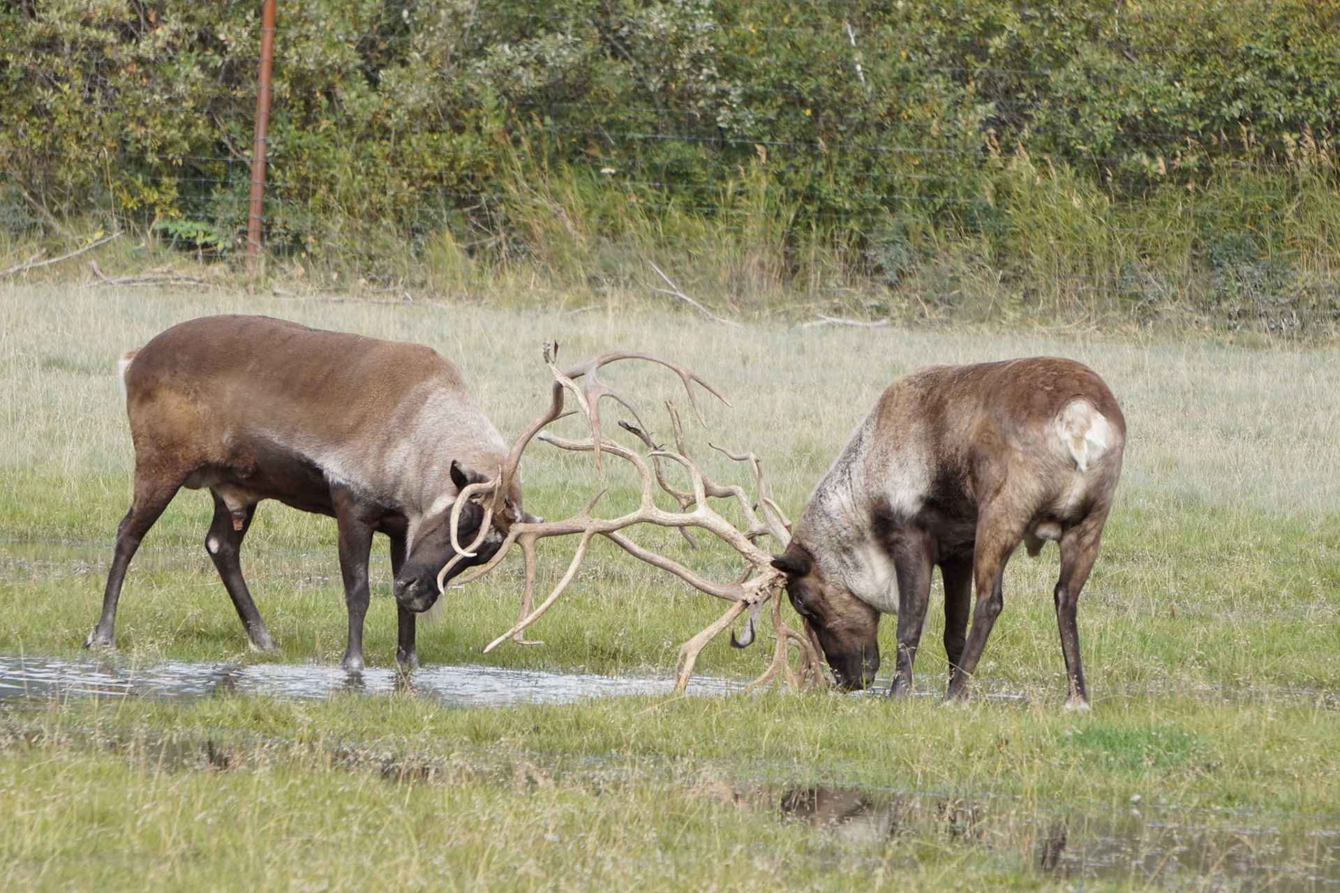 More Elk fighting
