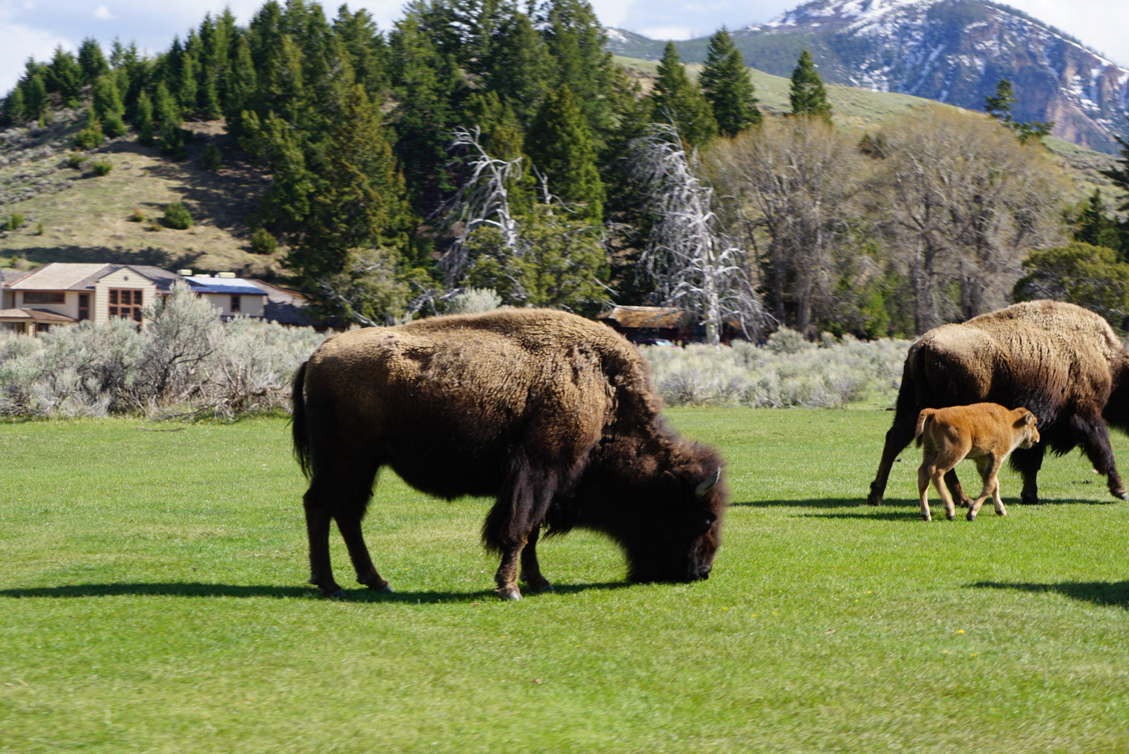 Yellowstone, WY (USA) | May 2021