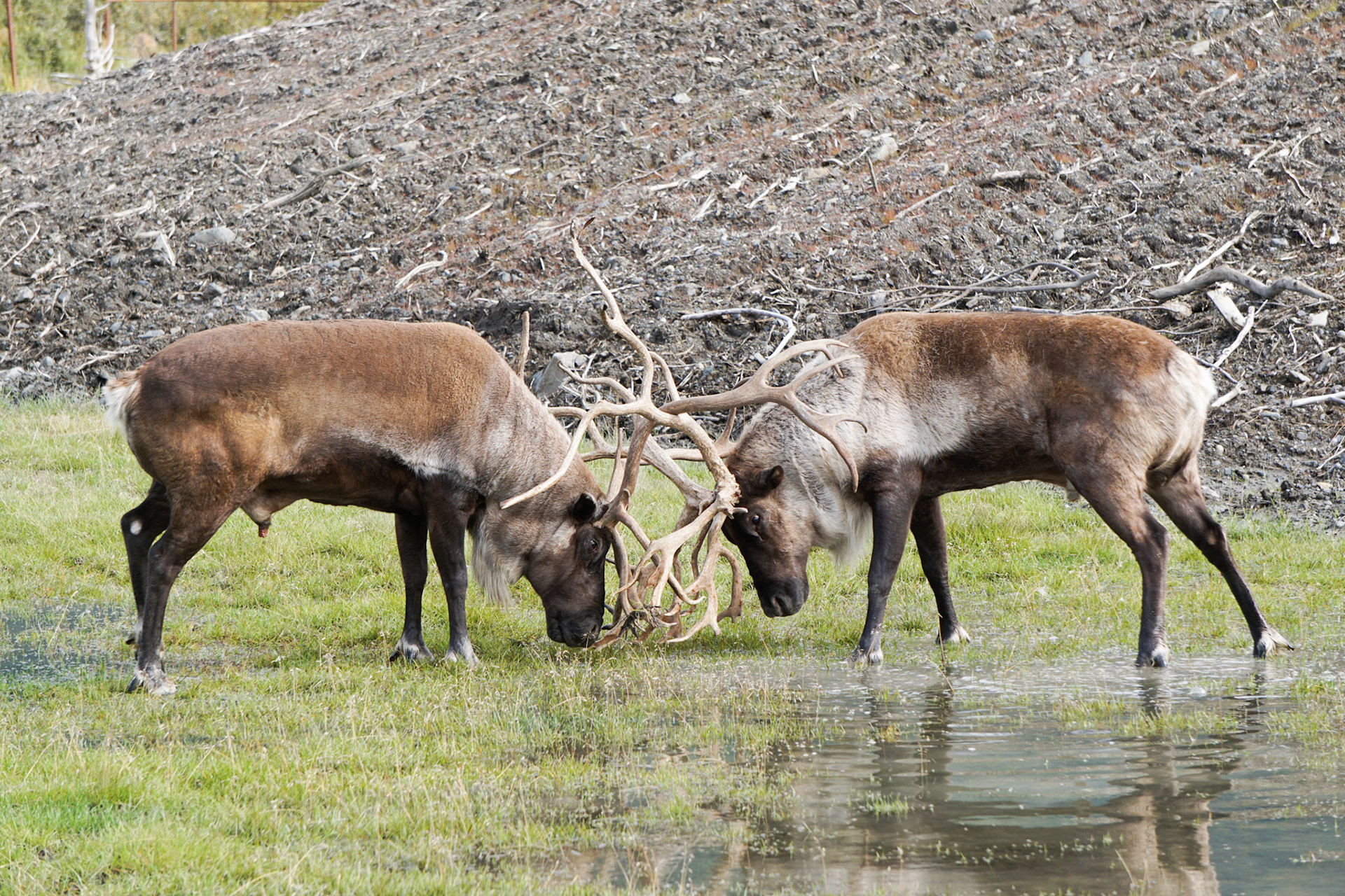 Alaskan Wildlife | September 2015