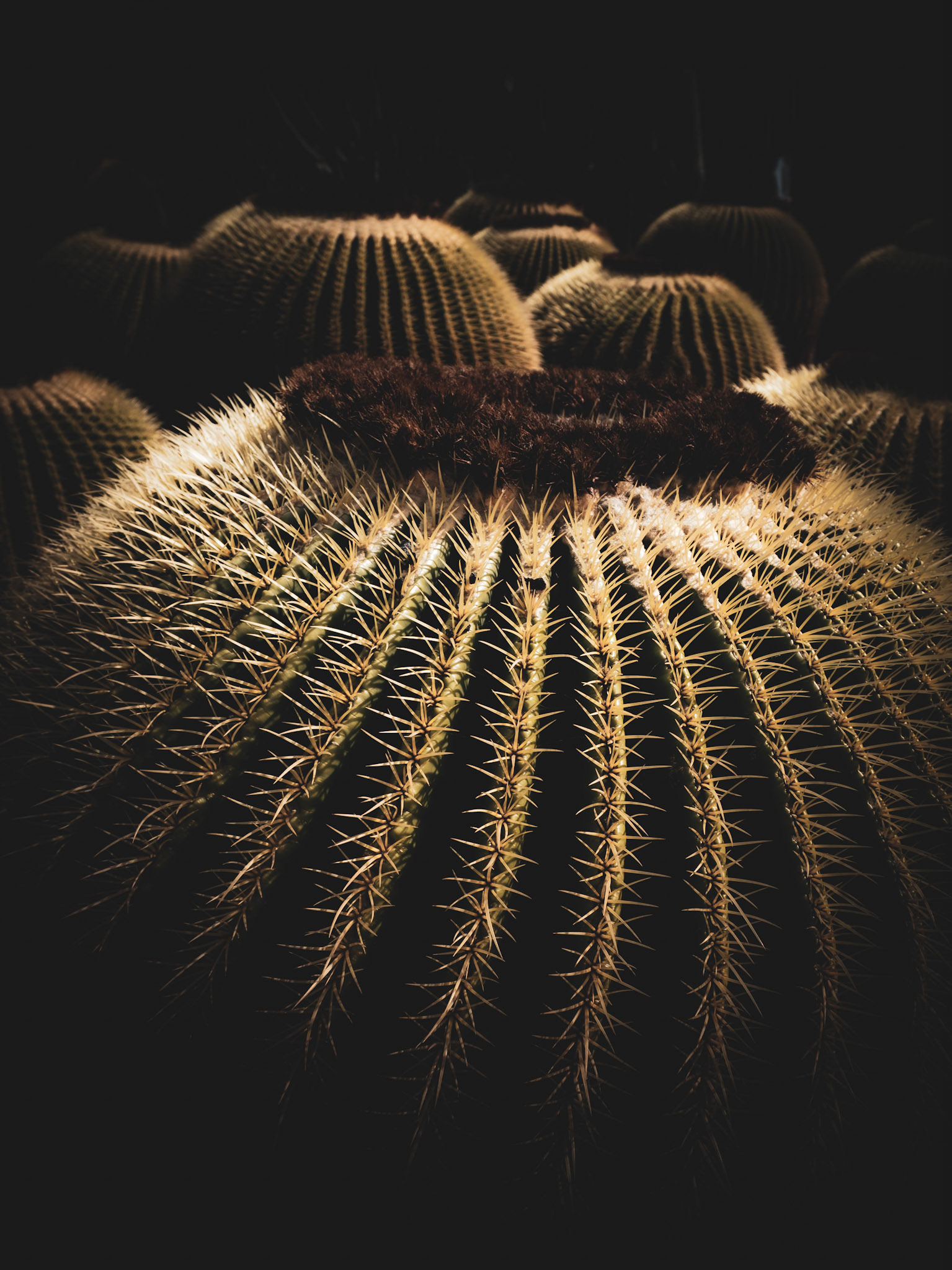 cactus