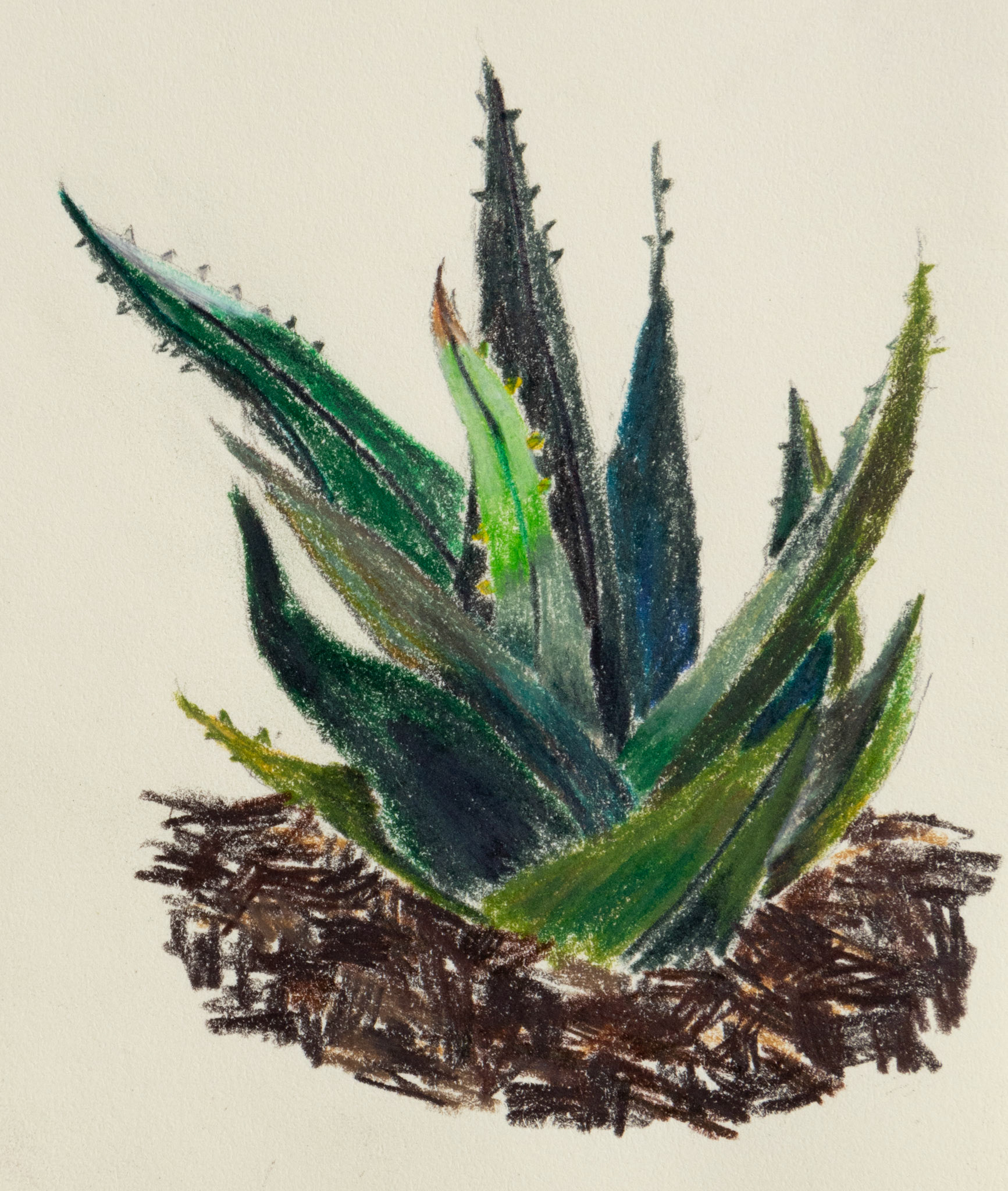 Succulent, 2024. 4 x 5 inches.
