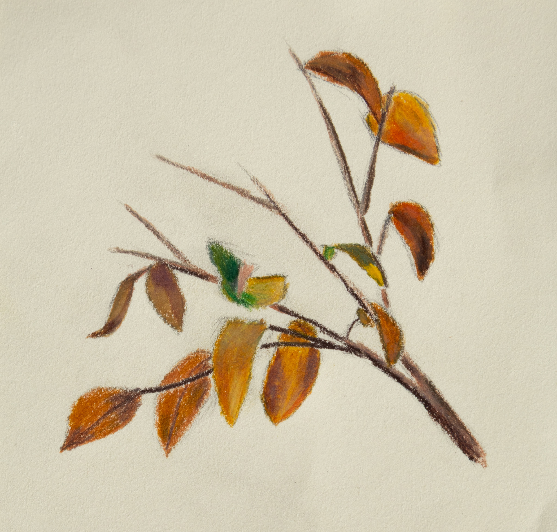 Kousa Dogwood Branch, 2024. 4 x 4 inches.