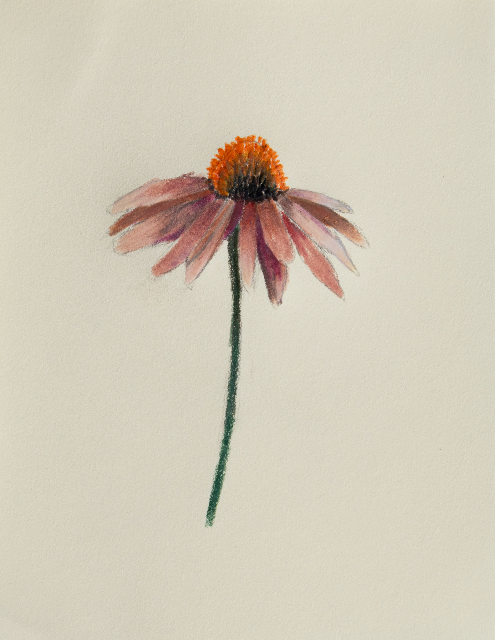 Coneflower, 2025. 4 x 5 inches.