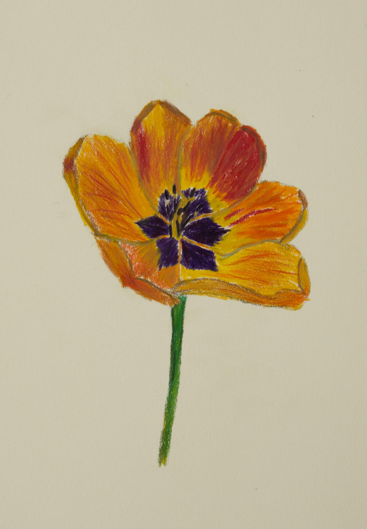 Tulip, 2026.  6 x 9 inches.