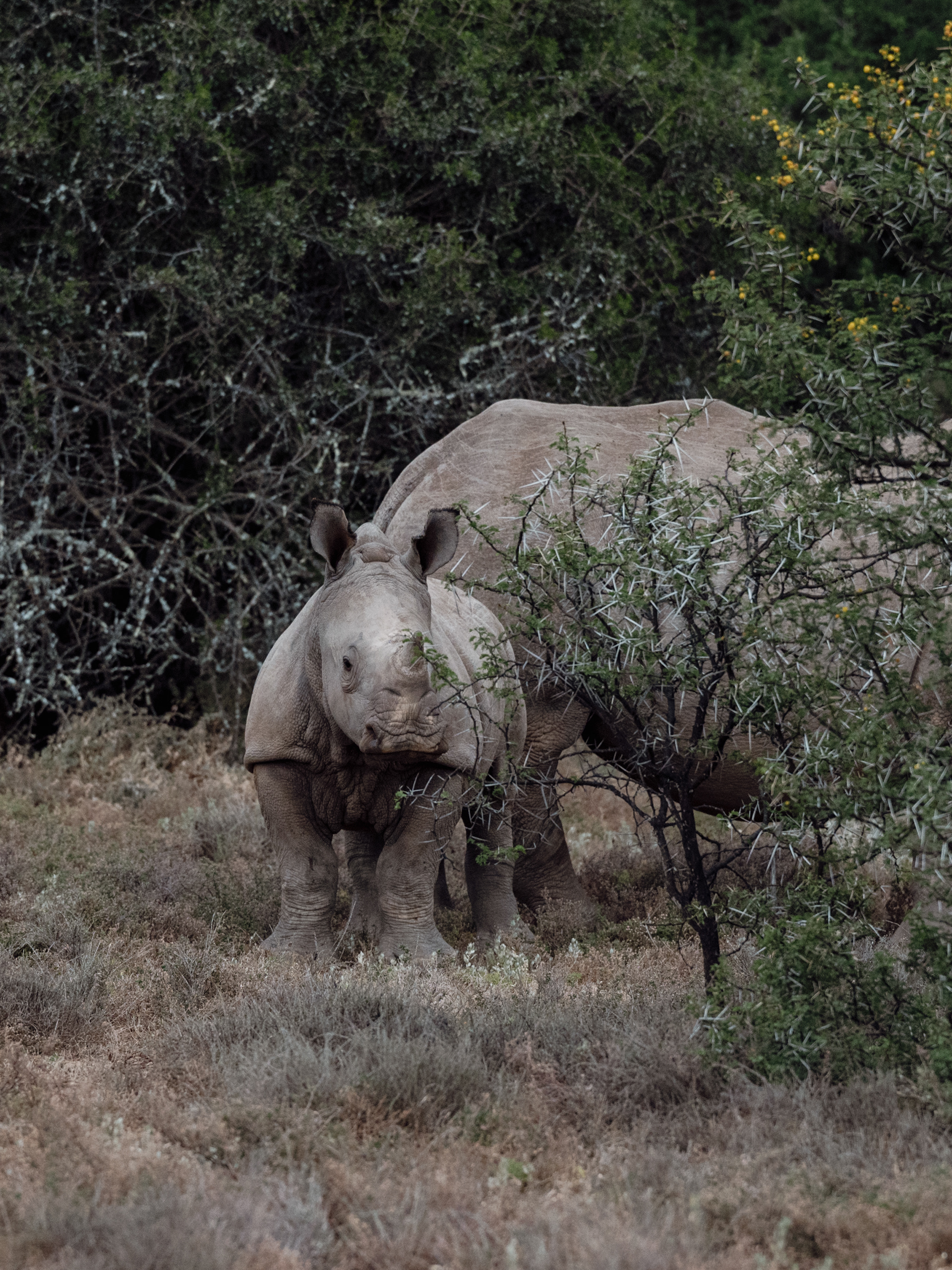 Samara Karoo Reserve - SOUTH AFRICA