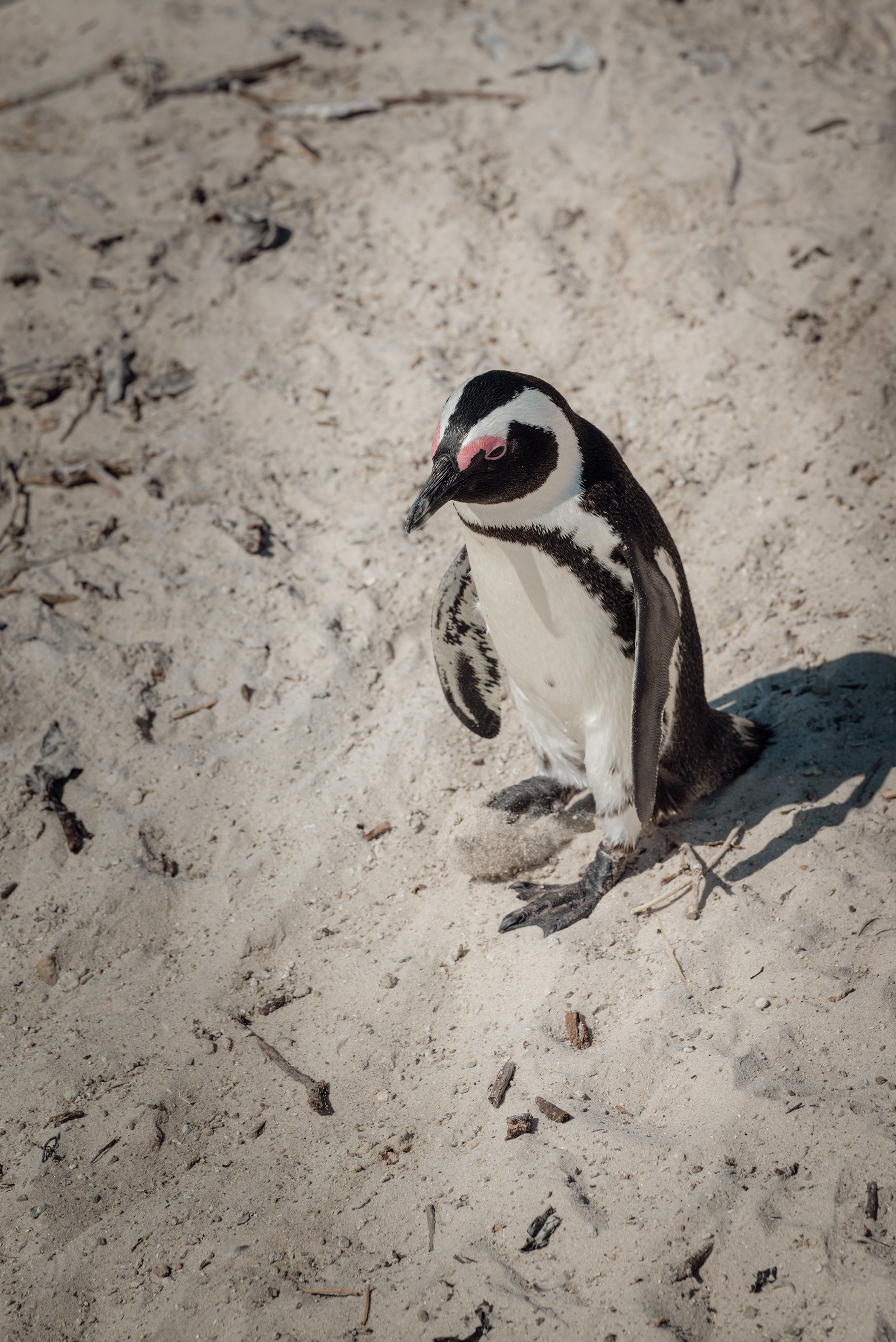 Cap Town- SOUTH AFRICA