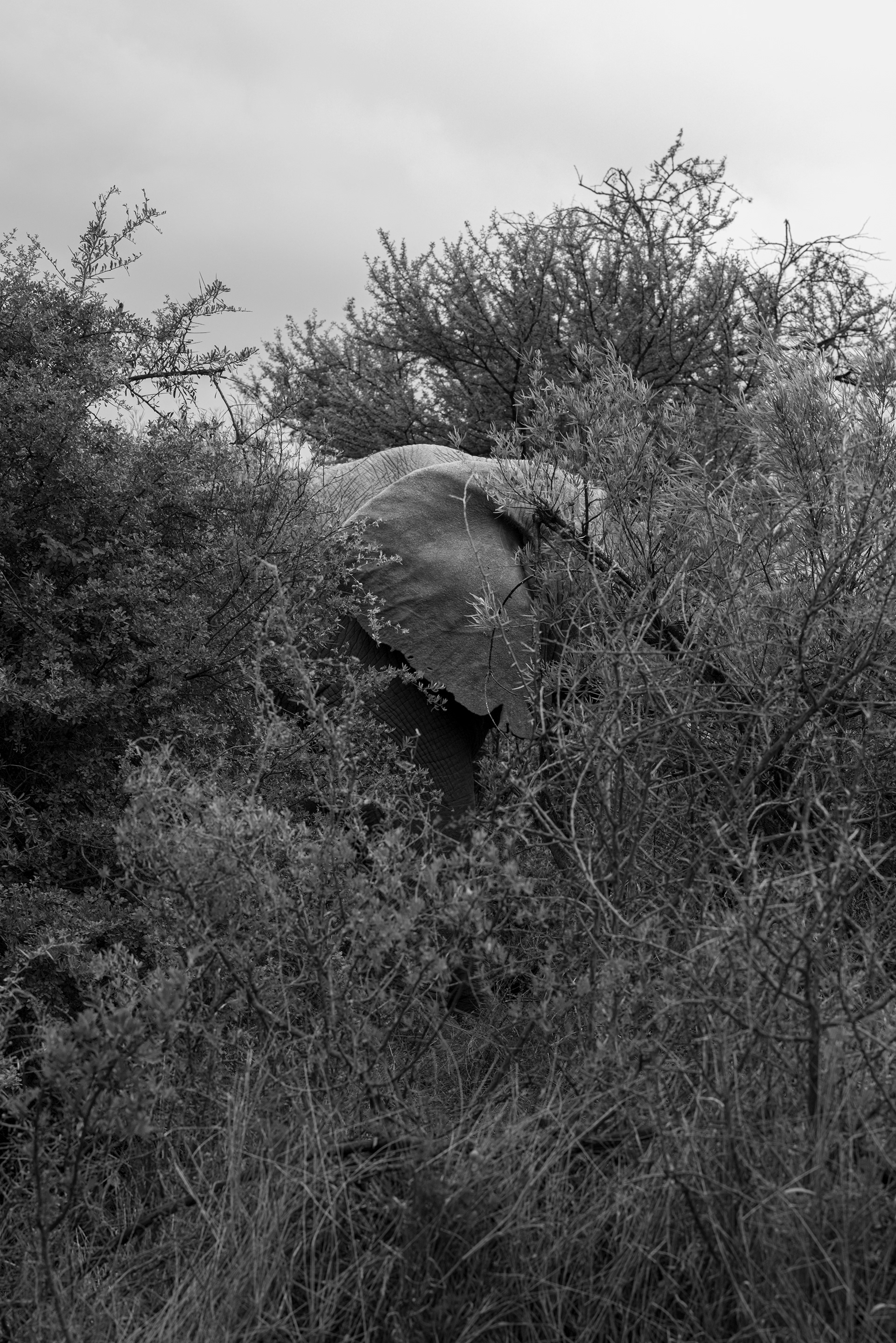 Samara Karoo Reserve - SOUTH AFRICA