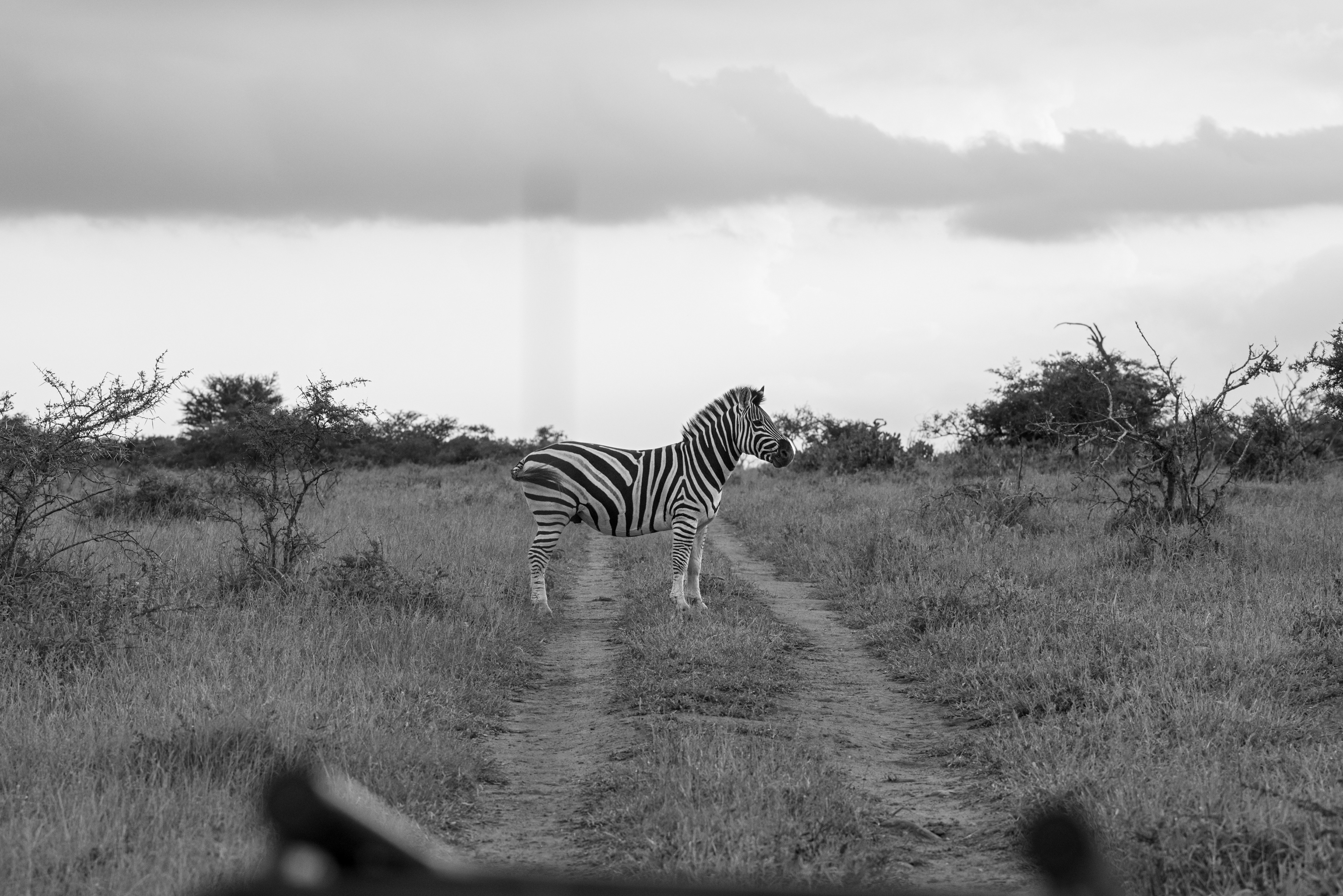 Mfulawosi Wilderness - Private Game Reserve - SOUTH AFRICA