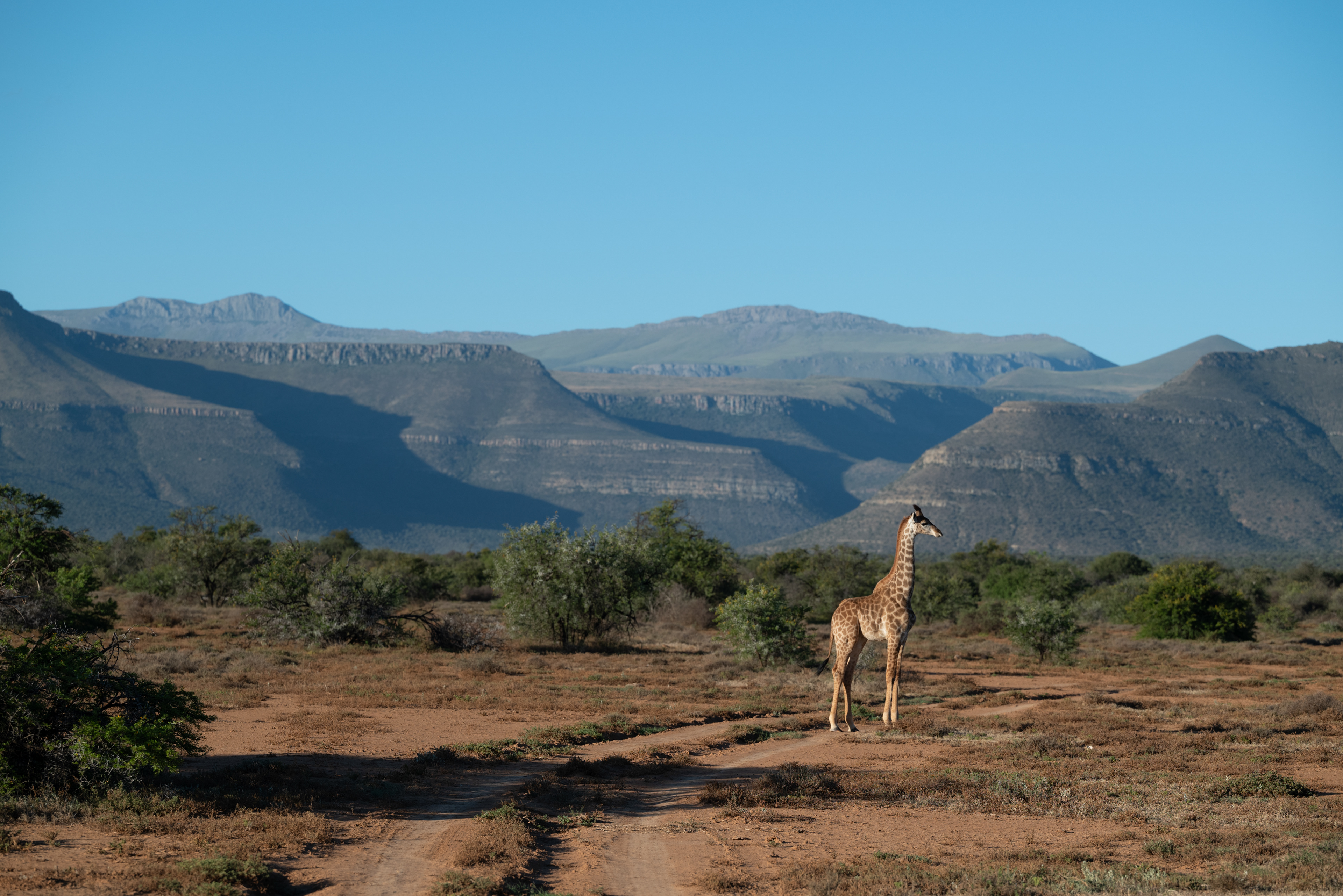 Samara Karoo Reserve - SOUTH AFRICA