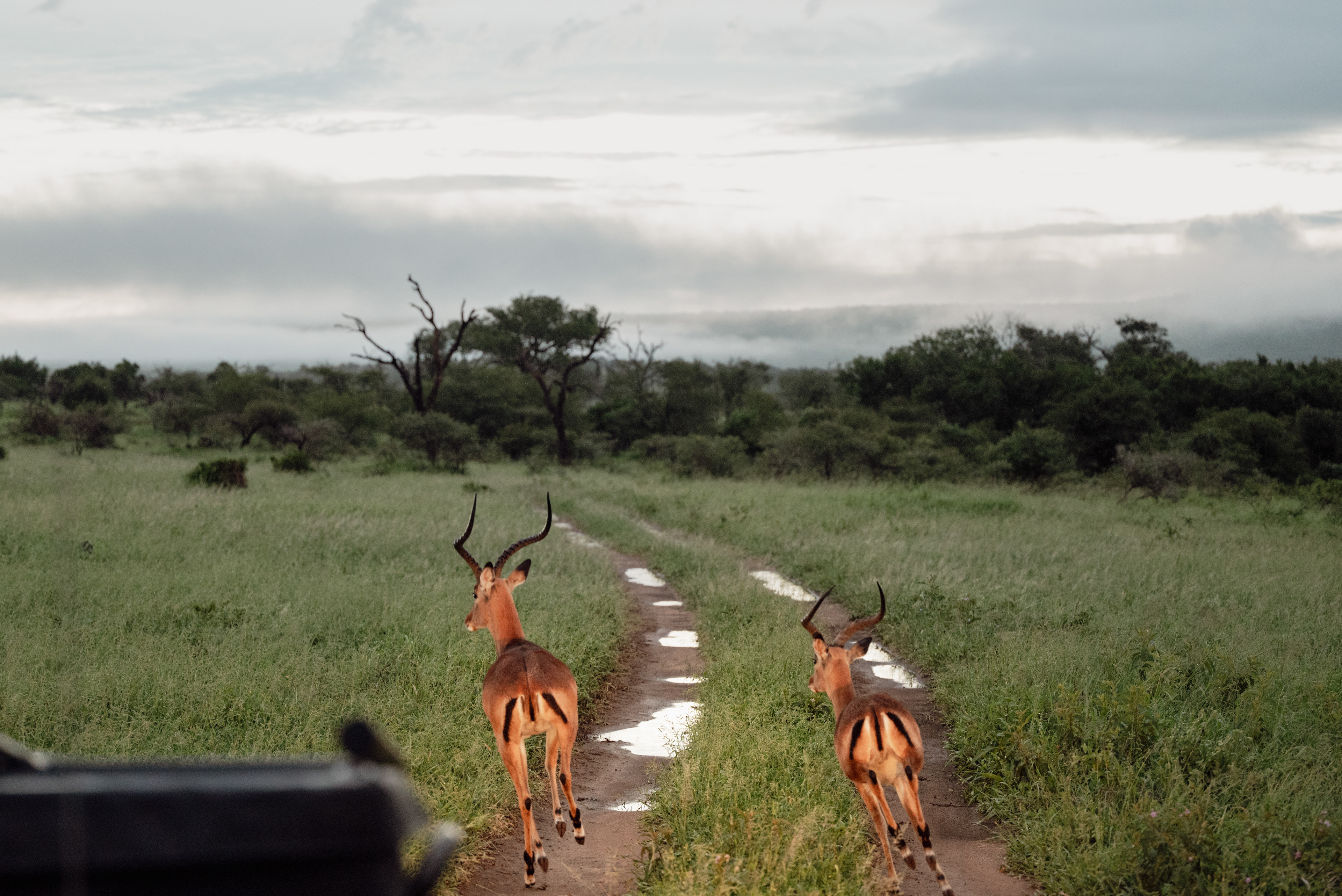 Mfulawosi Wilderness - Private Game Reserve - SOUTH AFRICA