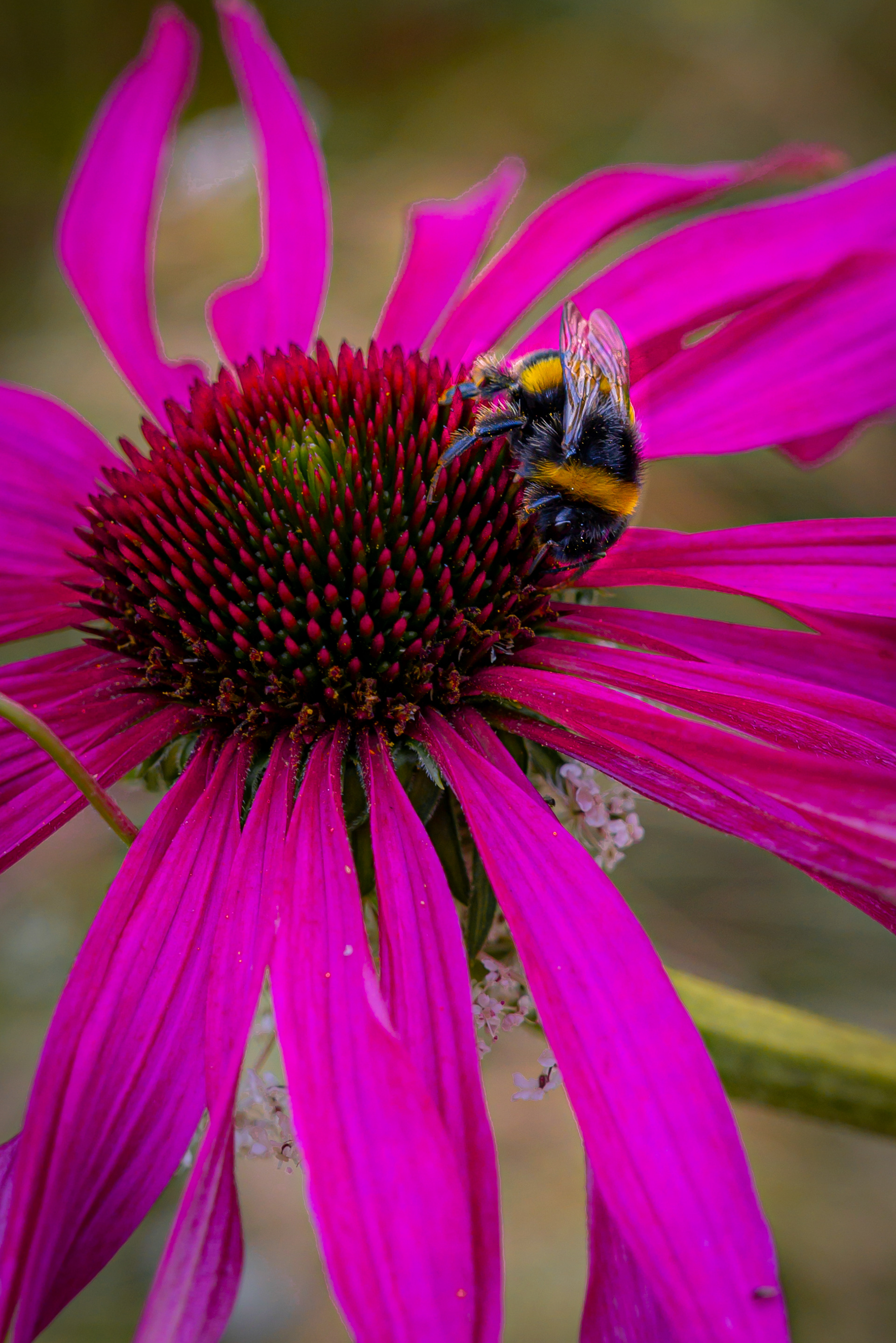 St Andrew - SCOTLAND