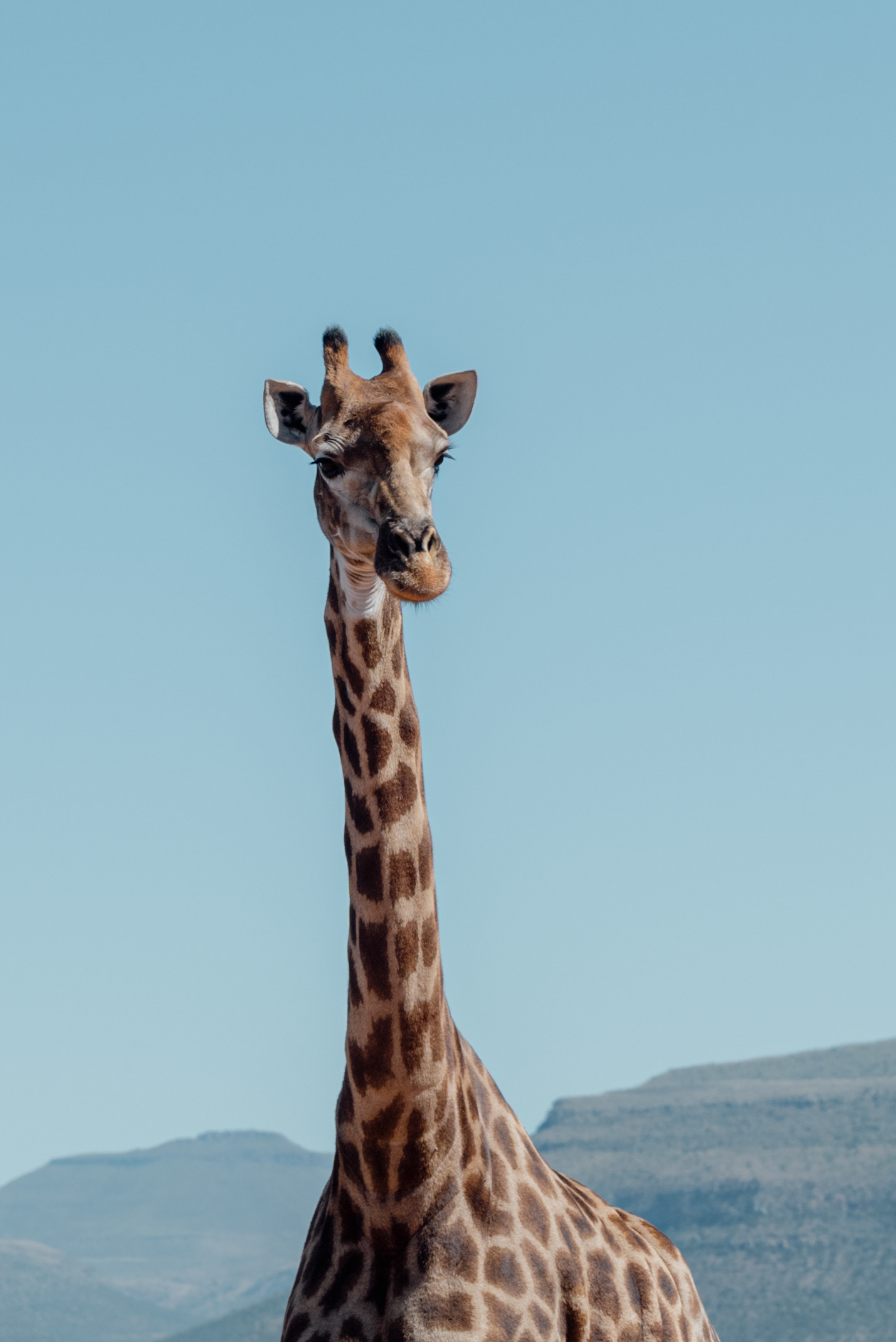 Samara Karoo Reserve - SOUTH AFRICA