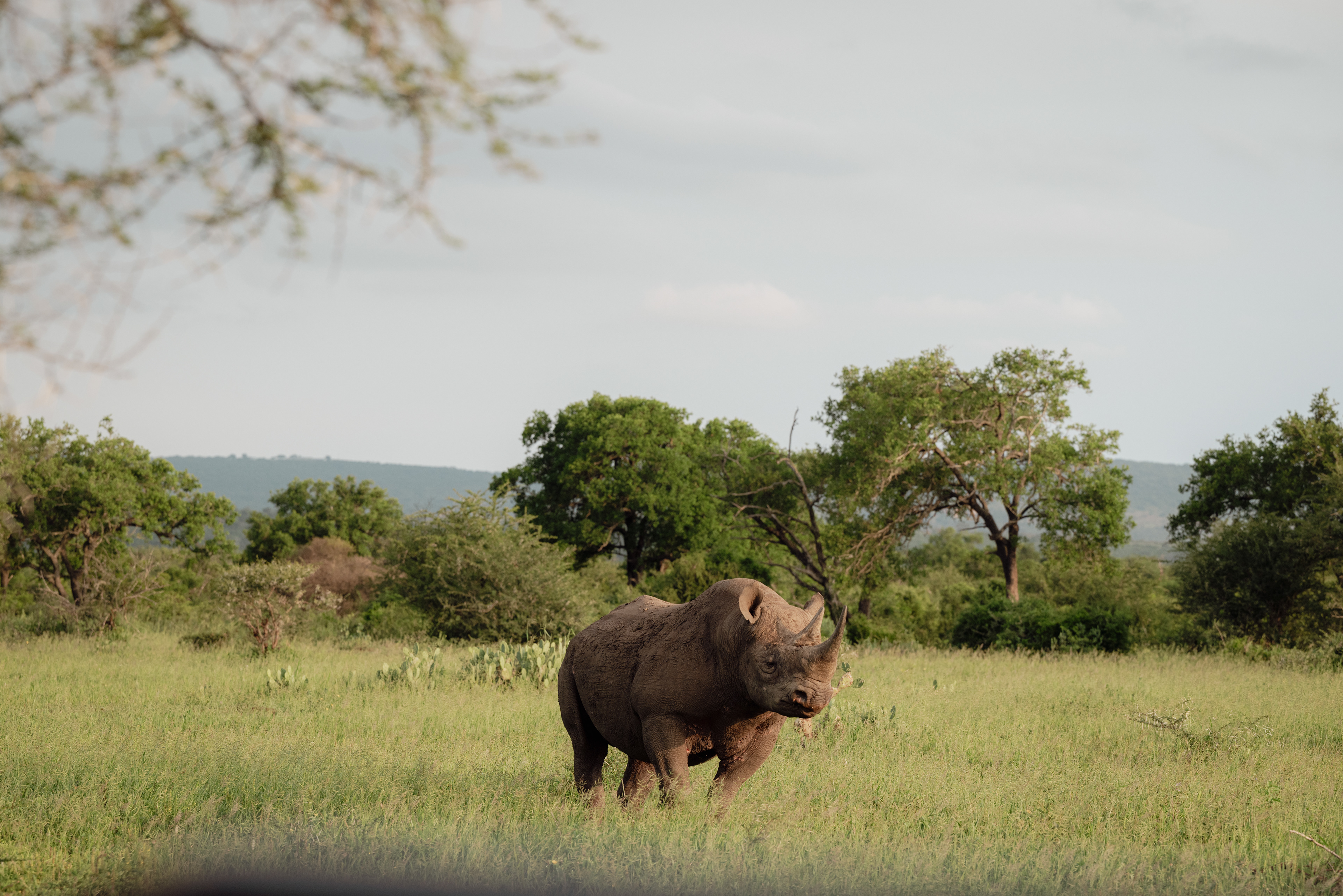 Mfulawosi Wilderness - Private Game Reserve - SOUTH AFRICA