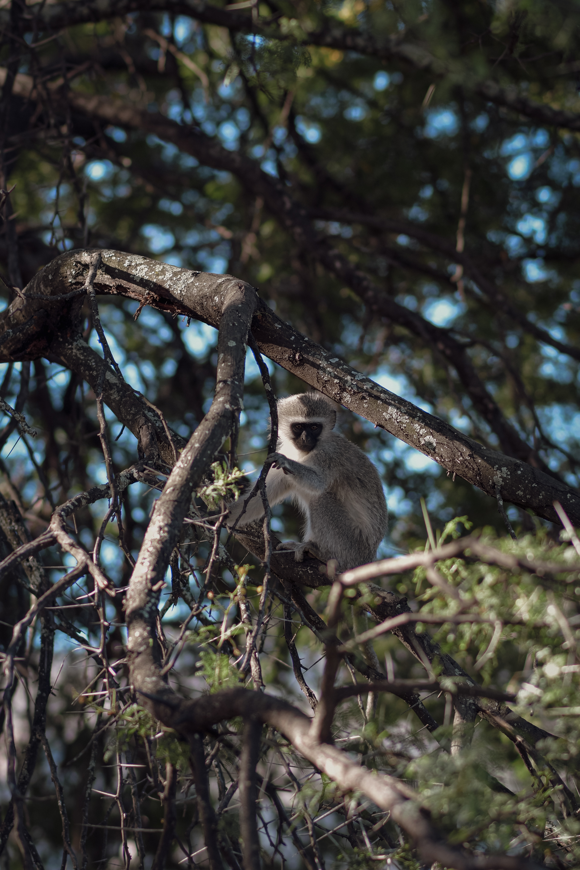 Samara Karoo Reserve - SOUTH AFRICA