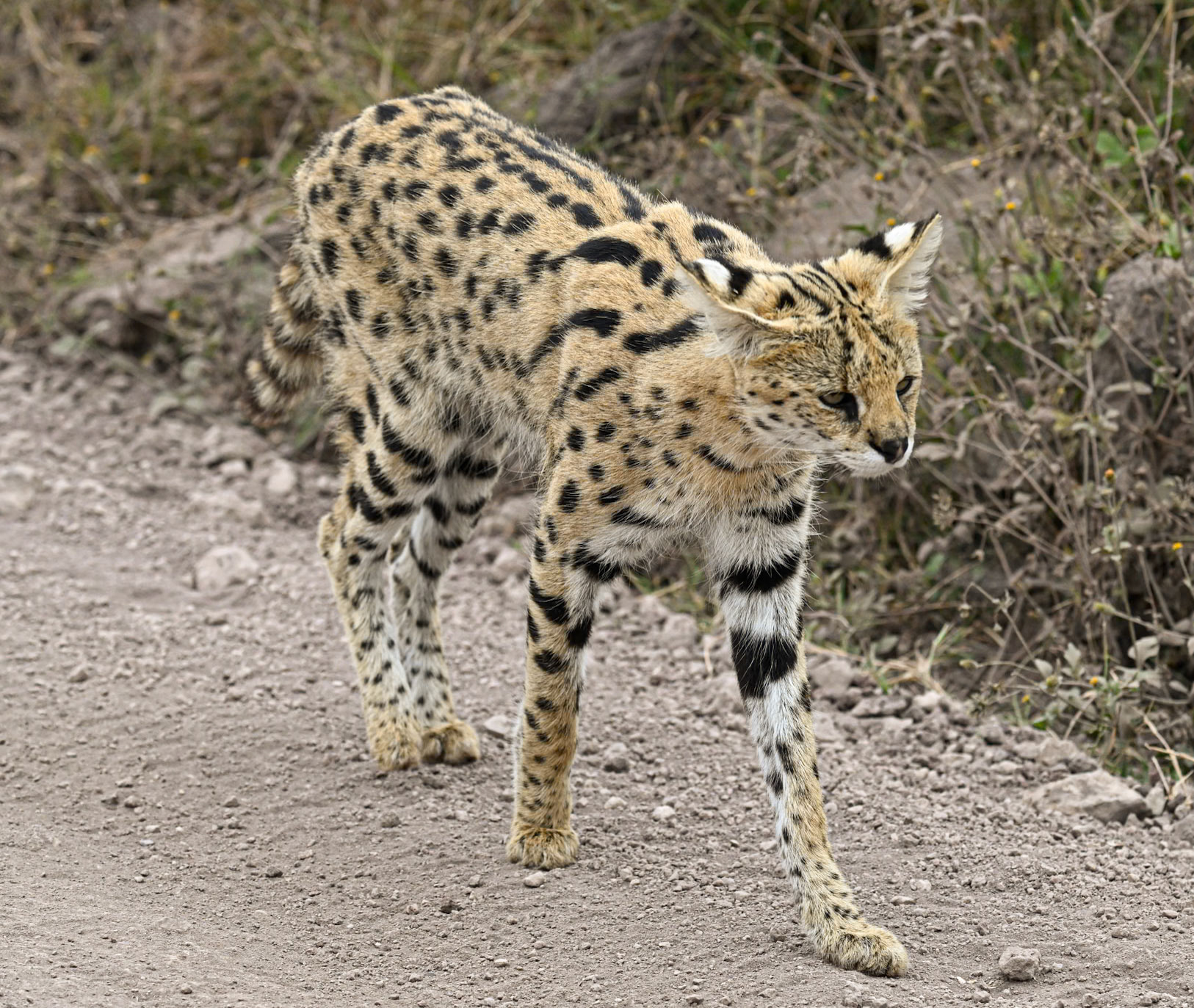 Serval