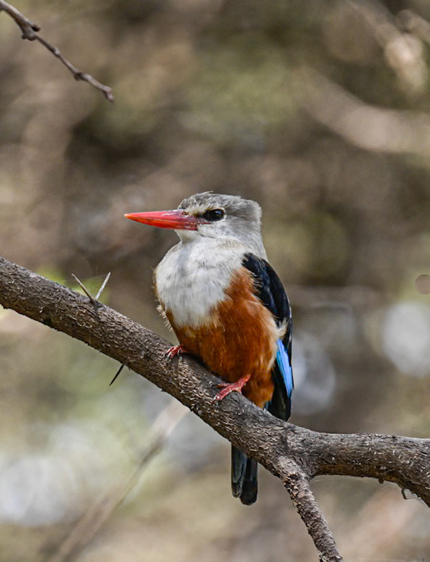 Malachite Kingfisher variant