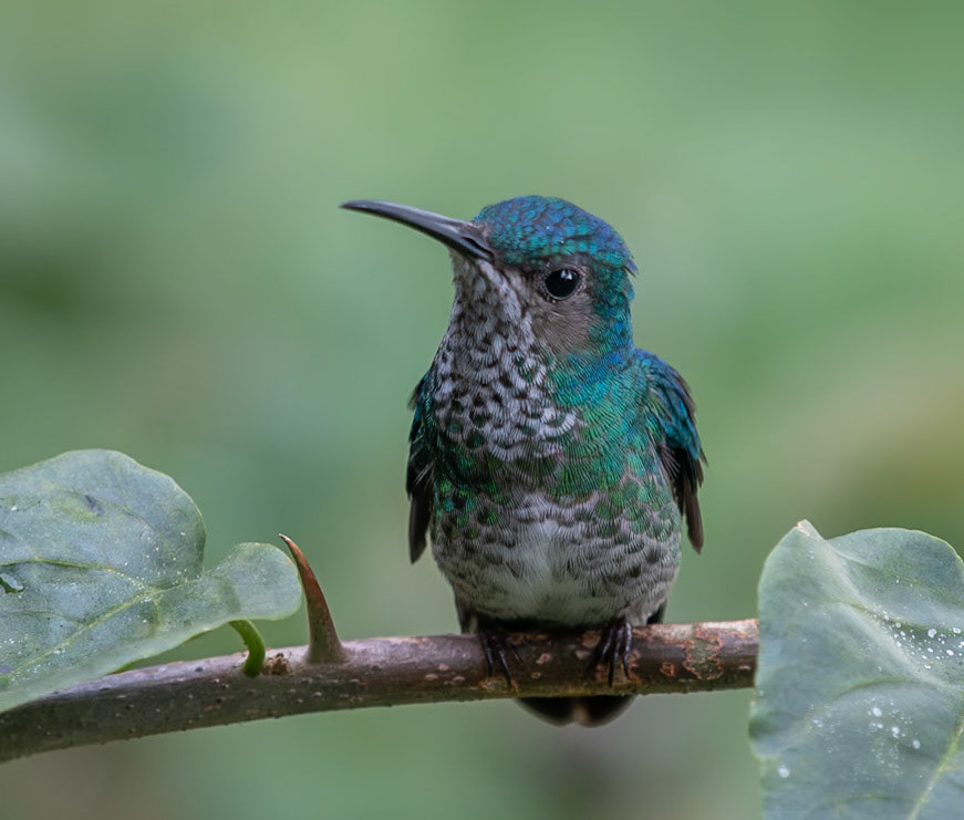 White-necked Jacobin Female (Florisuga mellivora)