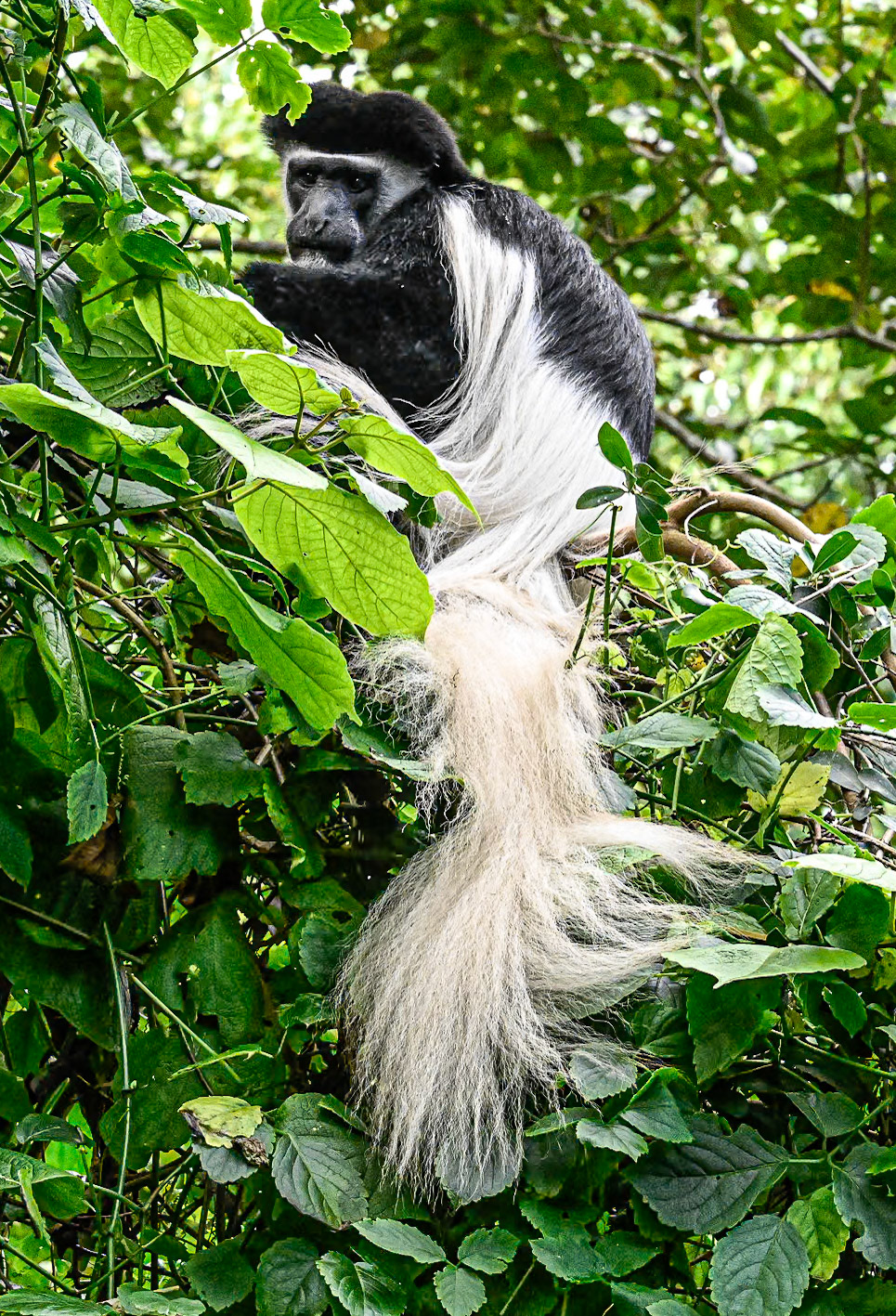 Black and White Colobus