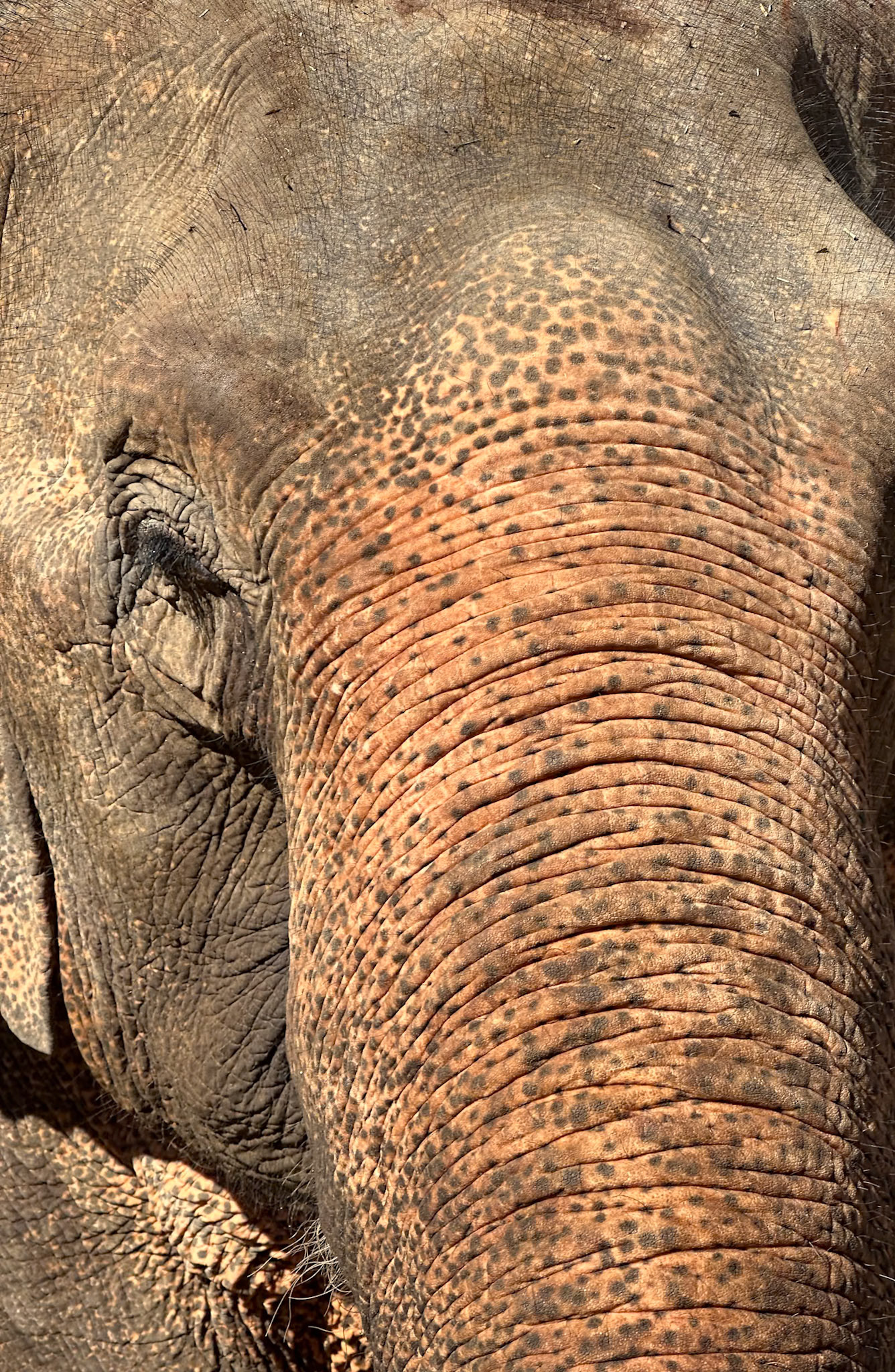 Elephant Sanctuary, Laos