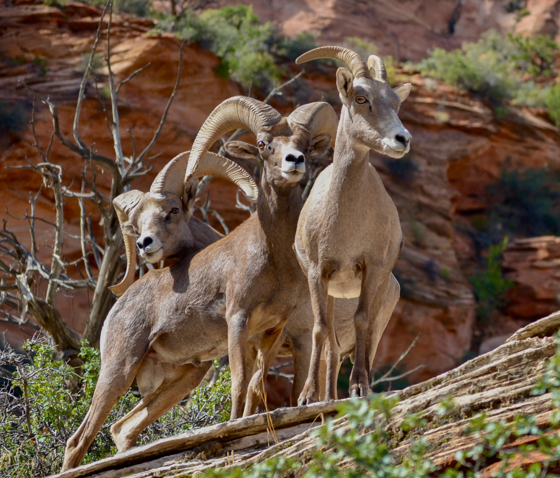 Desert Bighorn Sheep, Zion N.P.
