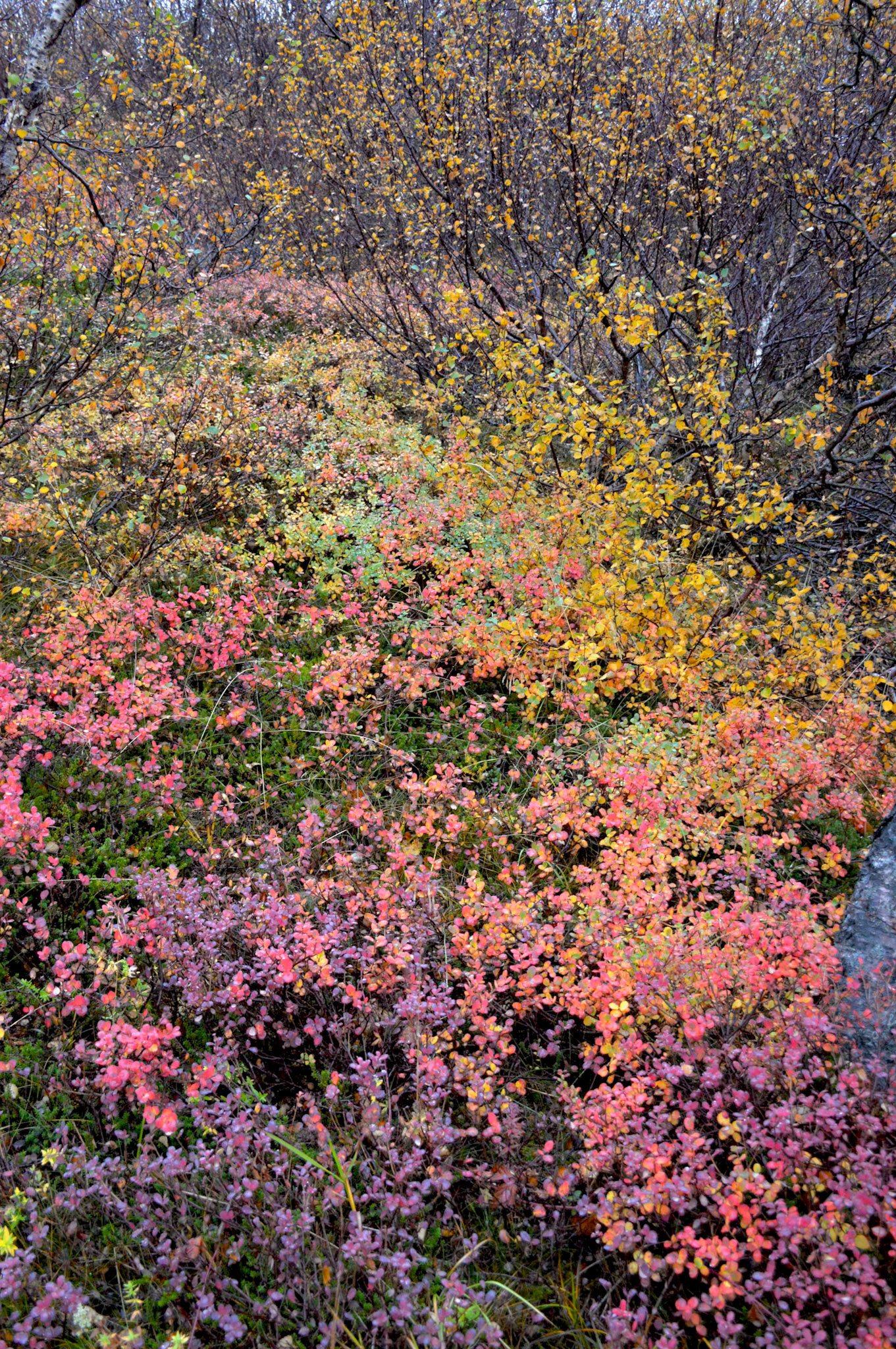 Tundra Vegetation