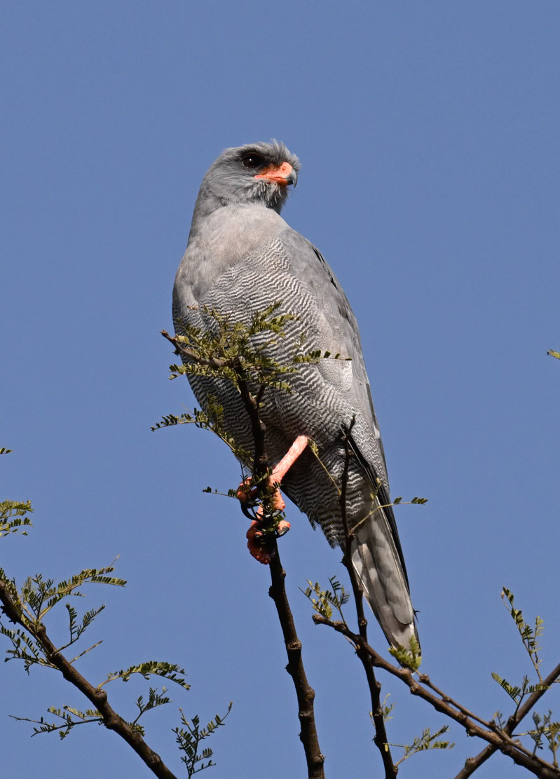 Eastern Pale Chanting Goshawk